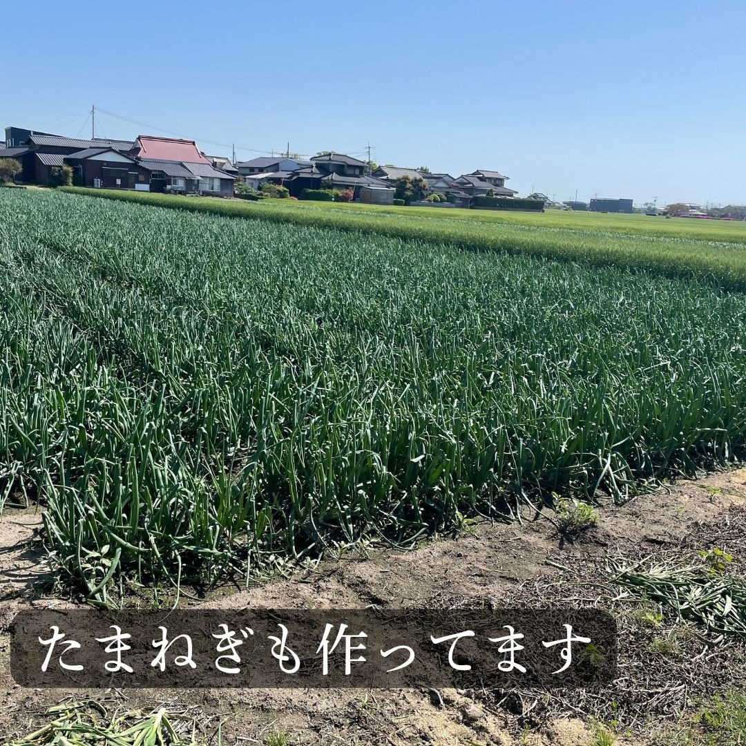 佐賀県みやき町農家 岡さんちのさがびより10キロ ｜ 米・穀物/米/精米