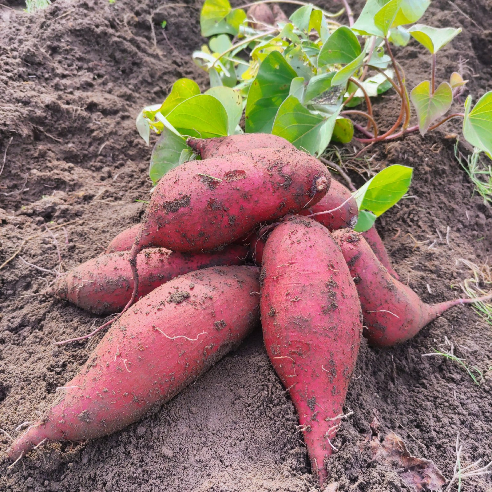 シルクスイート焼き芋サイズ＆加工用ミックスさつまいも5㎏ | 野菜