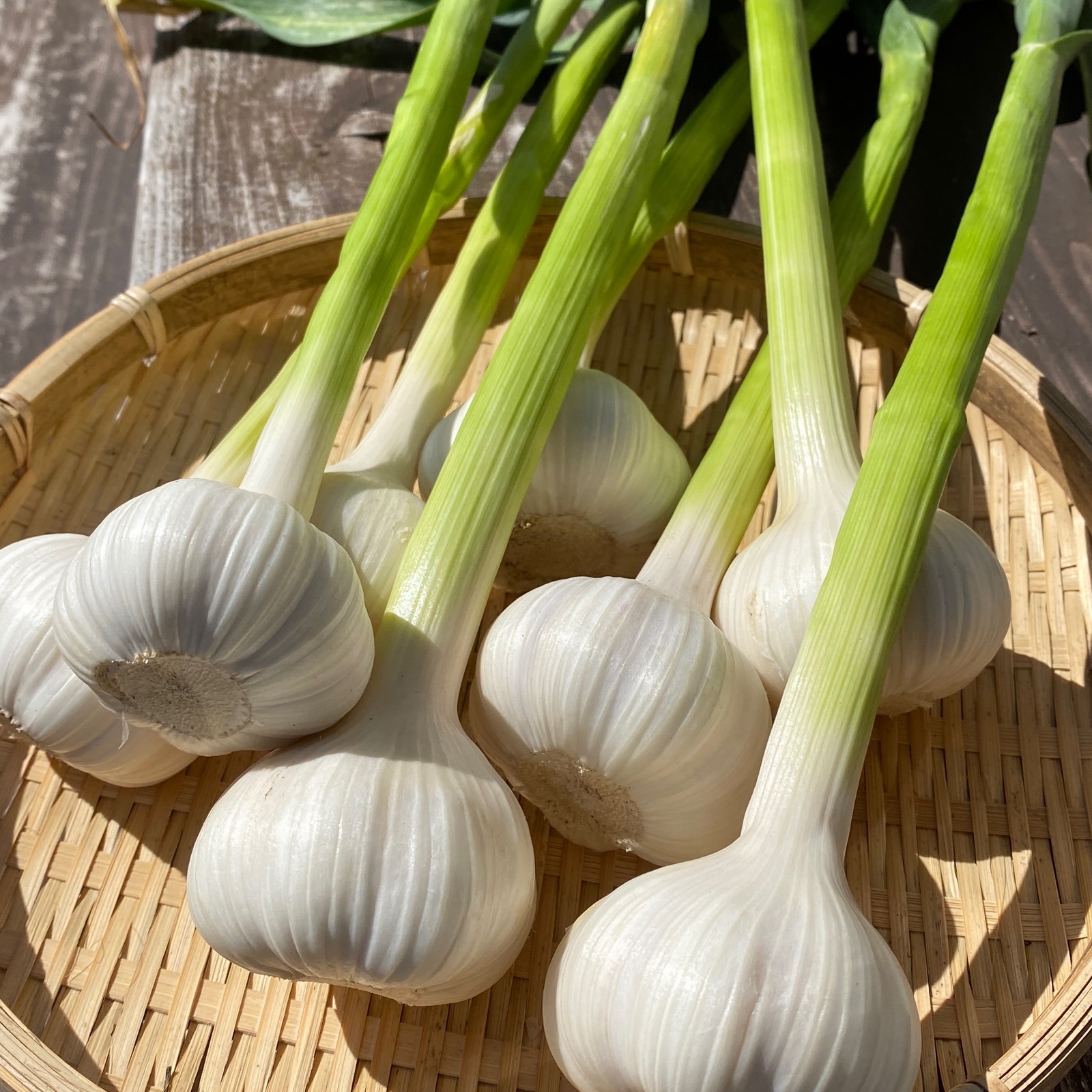生ニンニク（送料込み）無農薬 ｜ 野菜/にんにく 産直アウル 農家