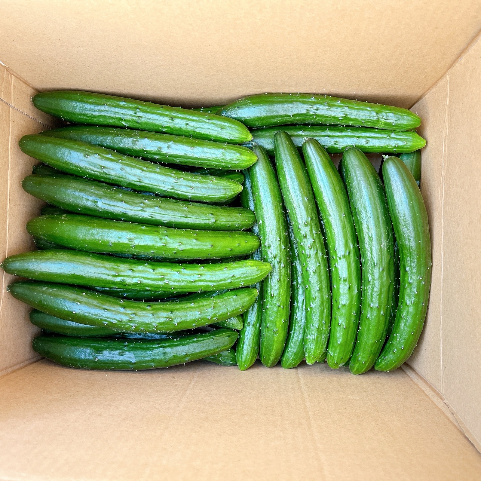 高知県産きゅうり2Kg約20本 ｜ 野菜/きゅうり 産直アウル 農家・漁師