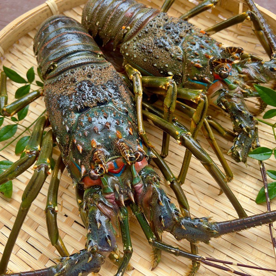 特大青伊勢エビ 1匹 800g ｜ 魚介類/エビ 産直アウル 農家・漁師など