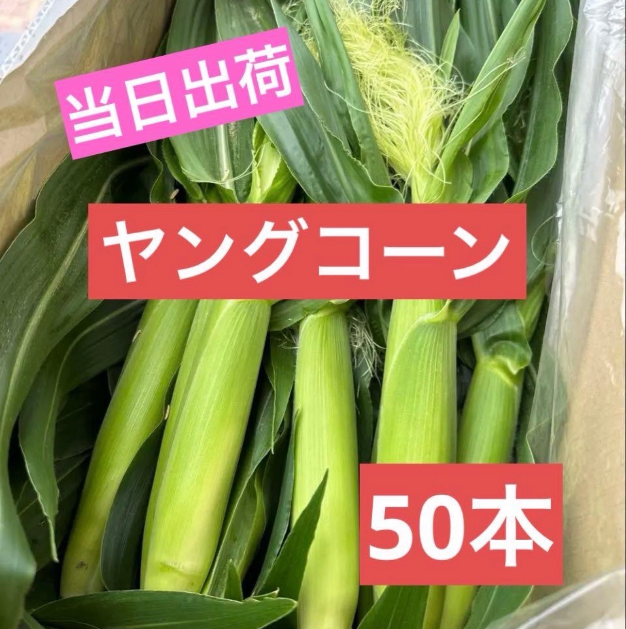 和歌山県産 ゴールドラッシュ ヤングコーン 50本 ｜ 野菜/とうもろこし