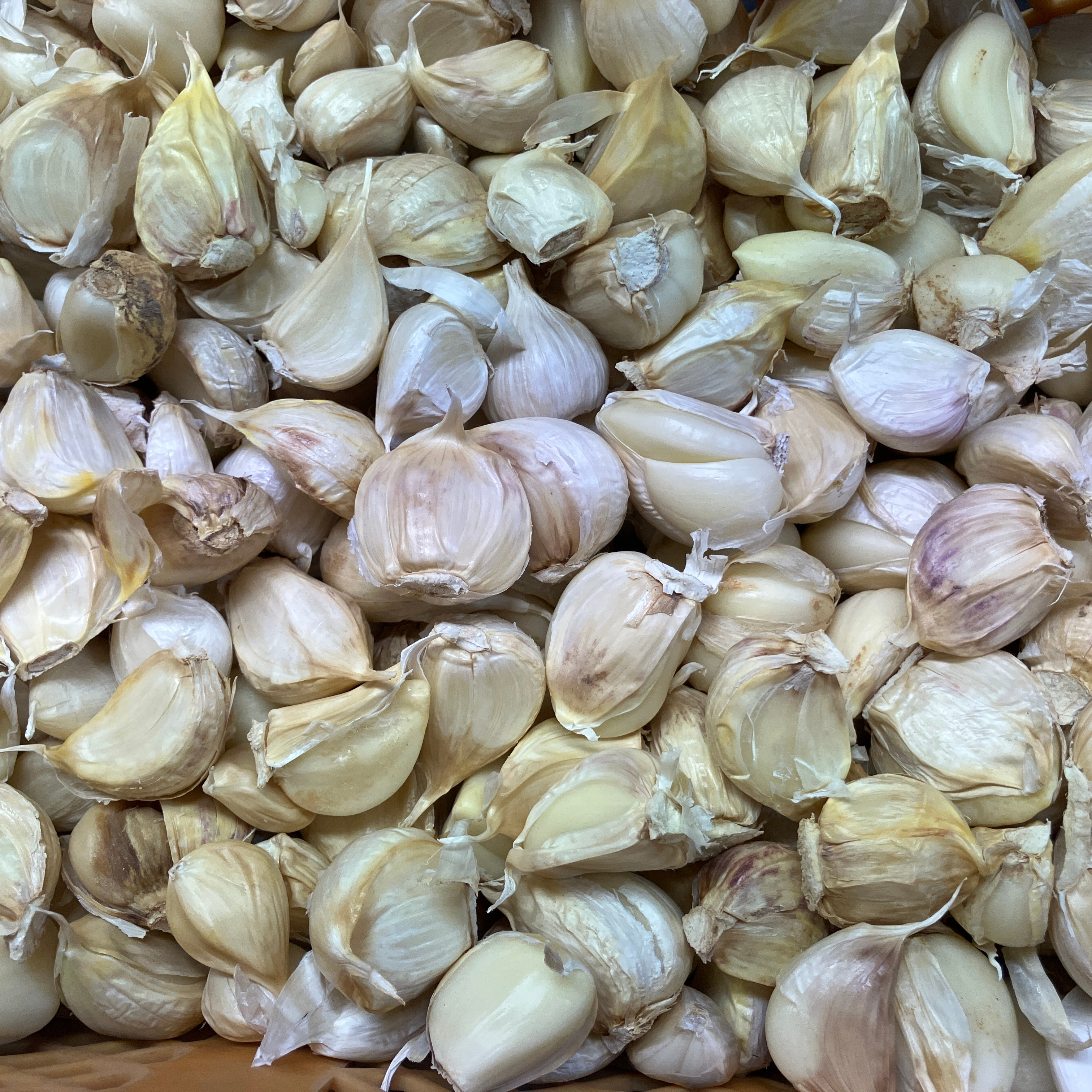 わけあり品】青森県産ホワイト六片種にんにく バラ 2kg 加工用 ｜ 野菜