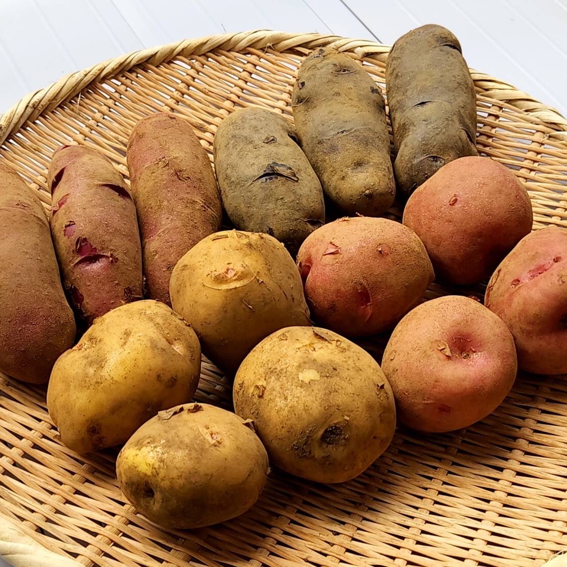 三浦産！4種の彩り新じゃがセット2kg ｜ 野菜/じゃがいも 産直アウル