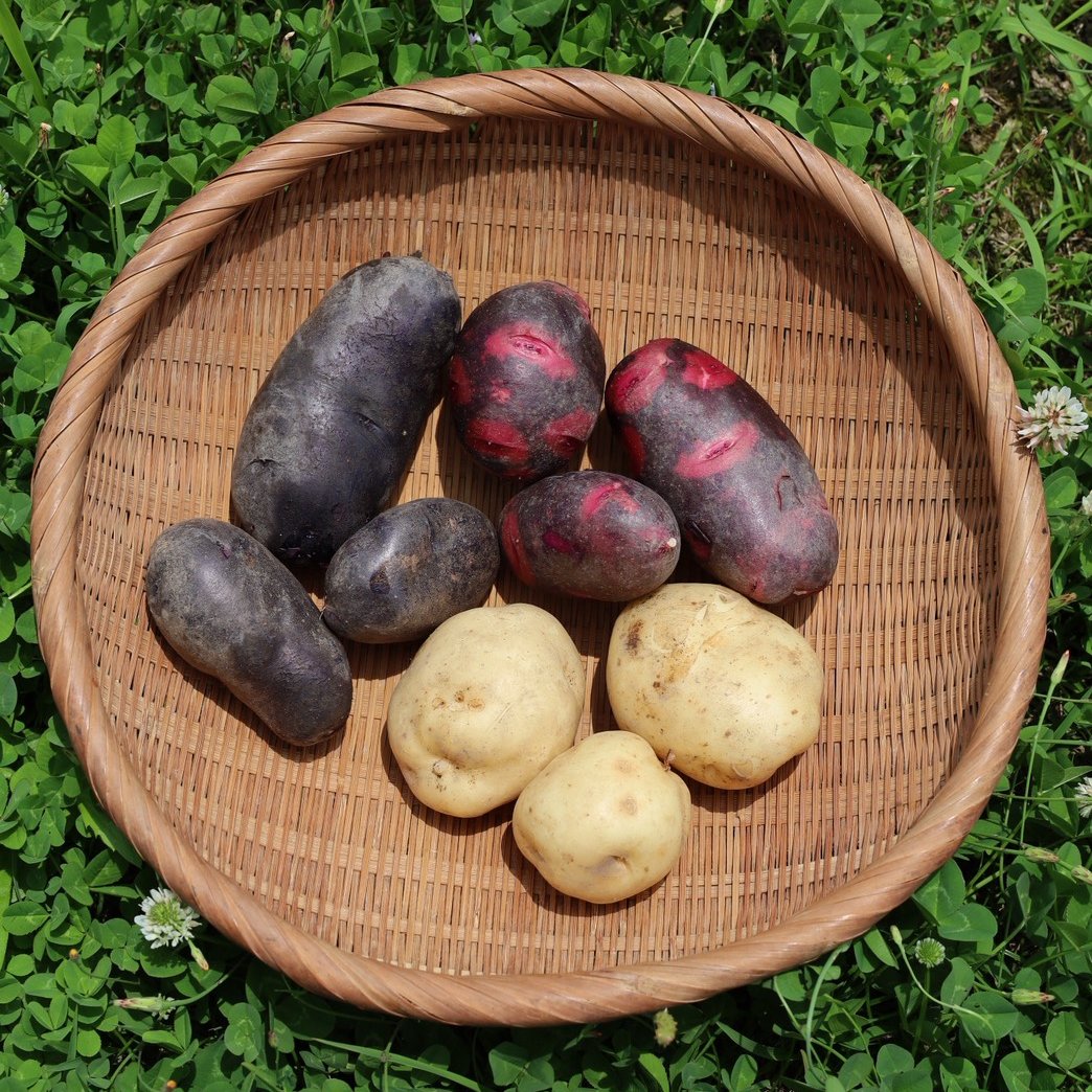 春のじゃが芋3種、食べ比べ ｜ 野菜/じゃがいも 産直アウル 農家・漁師