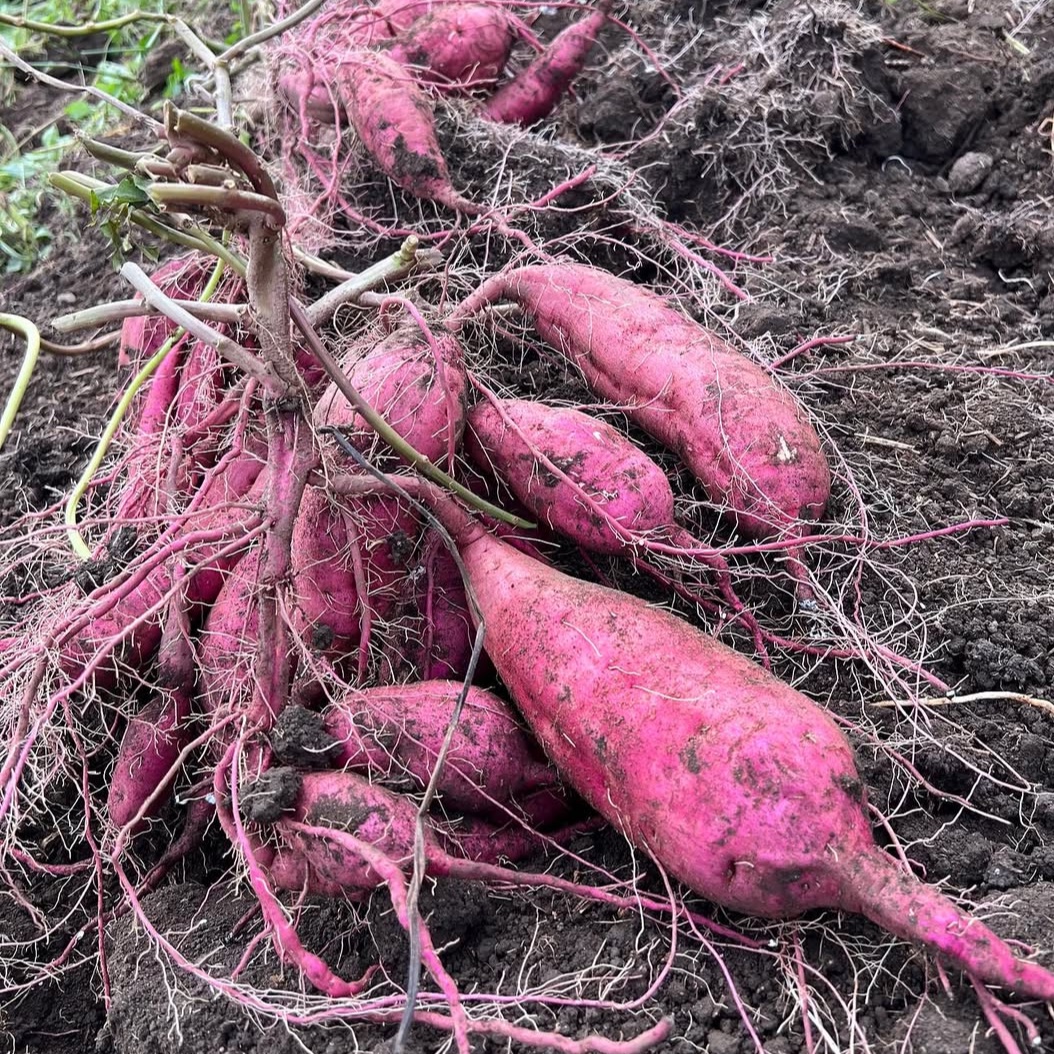 限定5ケース）Lサイズ×10kg 無農薬、無化学肥料で育てました。L