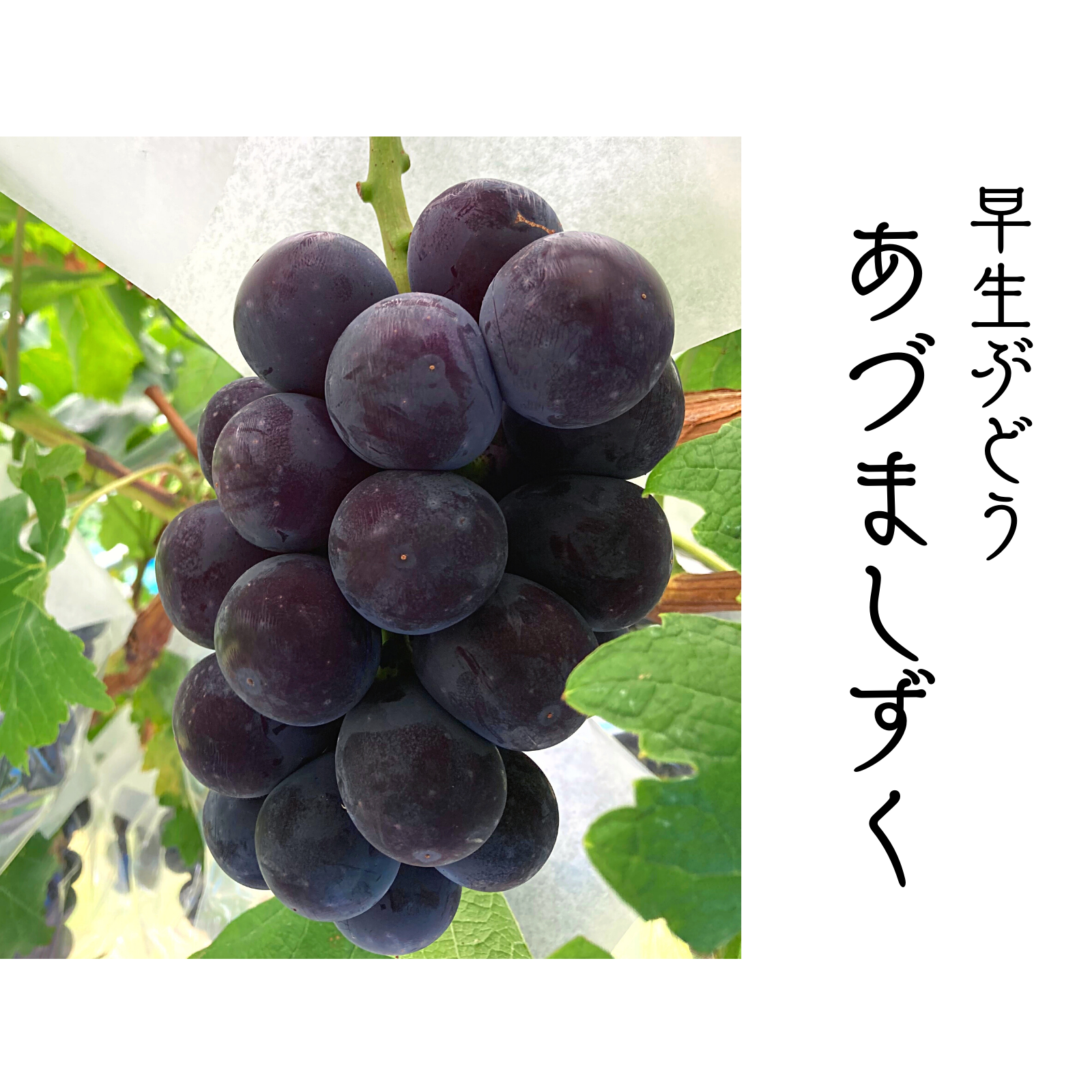 9房入り 1⃣ 山梨県産 箱込５キロ あづましずく