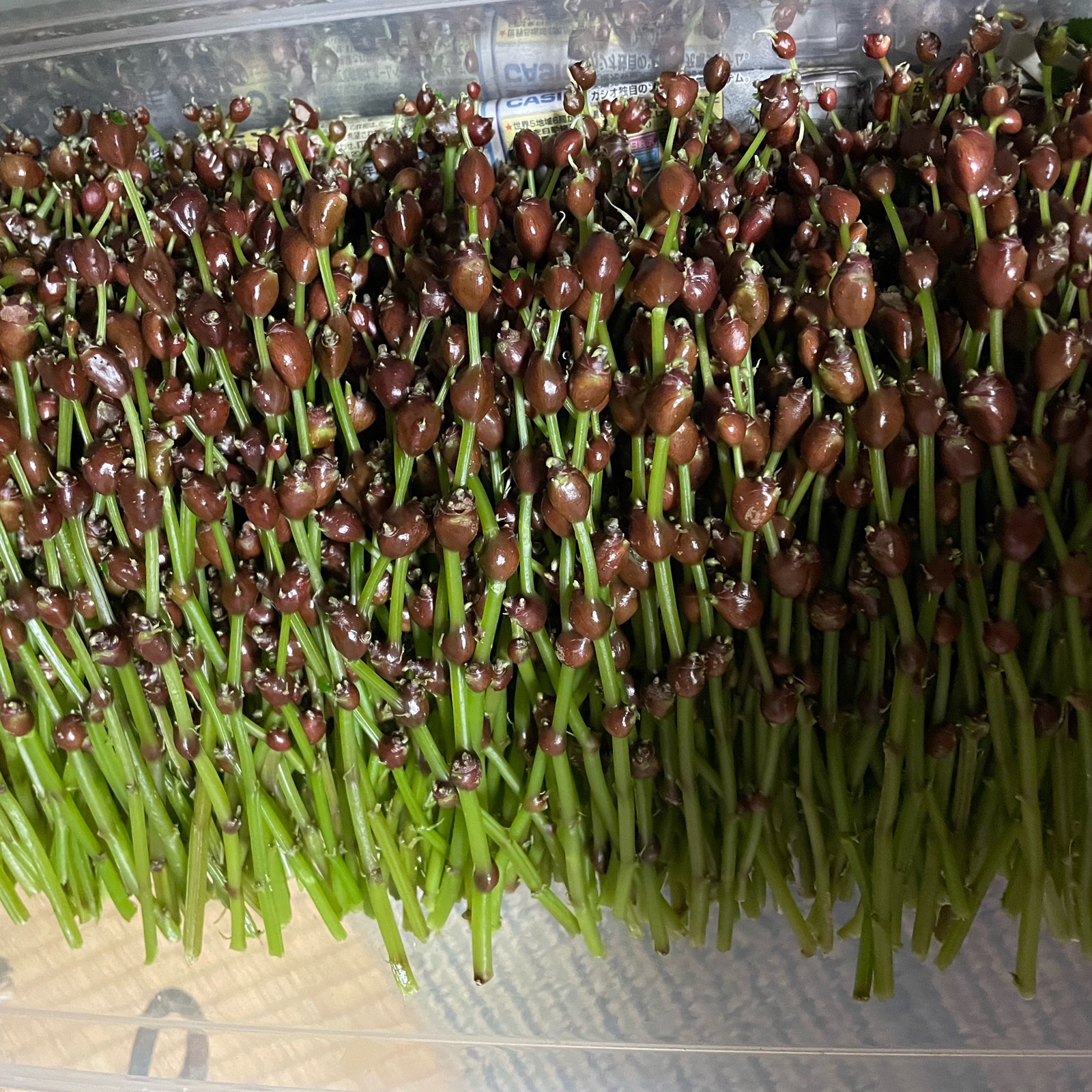 まもなく最終販売 秋の山菜 赤ミズの実「ミズの玉」 ｜ 野菜/山菜 産直