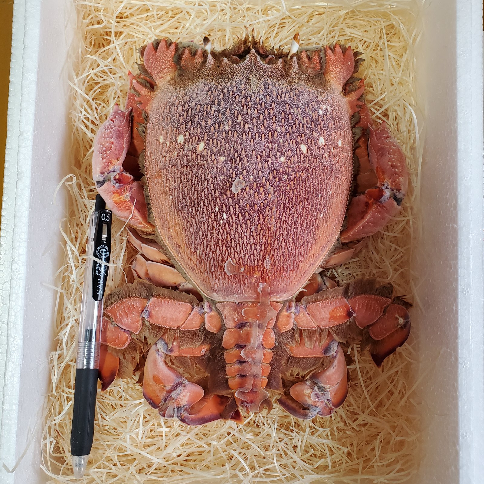 大サイズ！アサヒガニ 1匹 400g～450g 生冷凍 ｜ 魚介類/カニ 産直