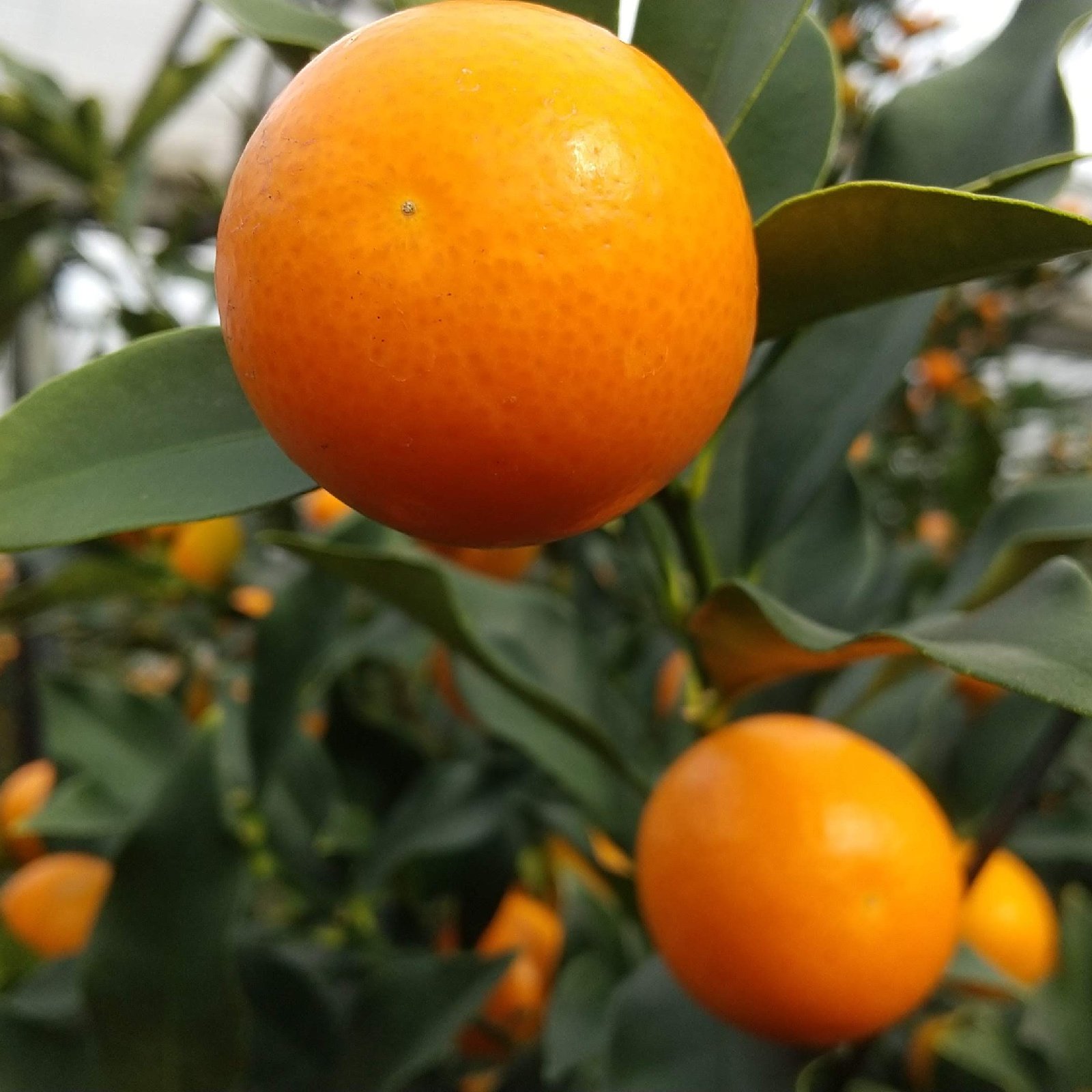 3Lサイズ 金柑(中キズあり) 2kg | 果物/オレンジ・その他みかん 産直