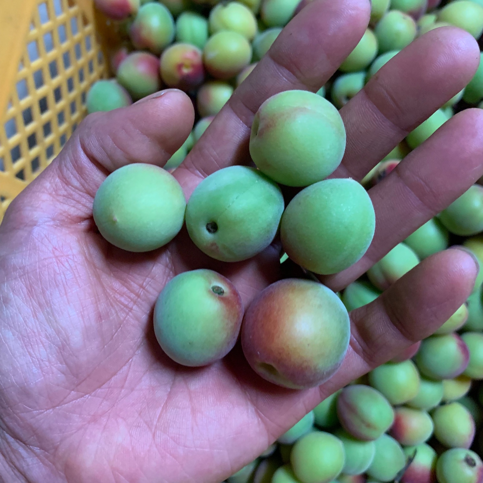 和歌山産 青梅 S.Mサイズ 10kg ｜ 果物/青梅 産直アウル 農家・漁師