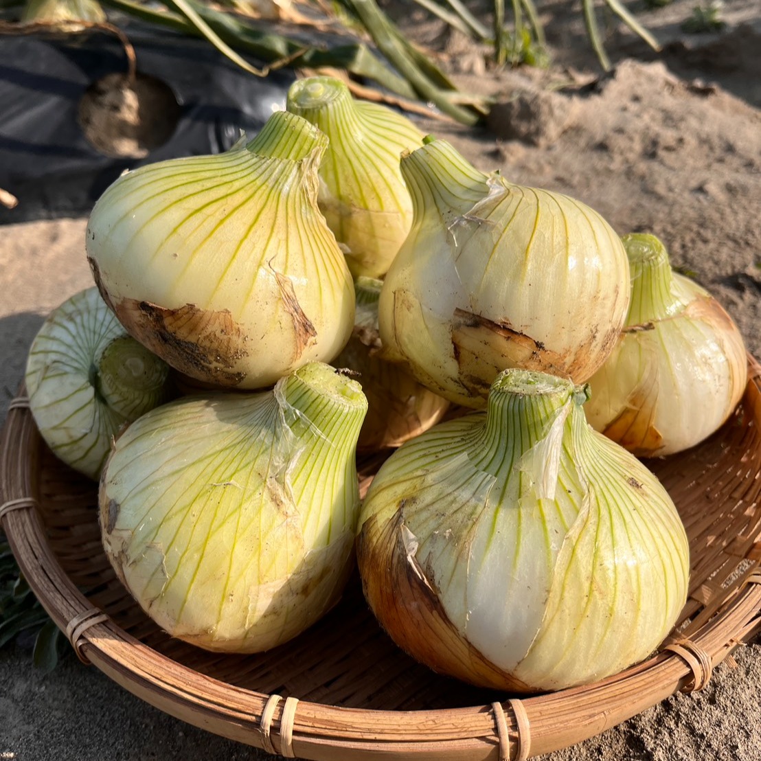 玉葱 玉葱