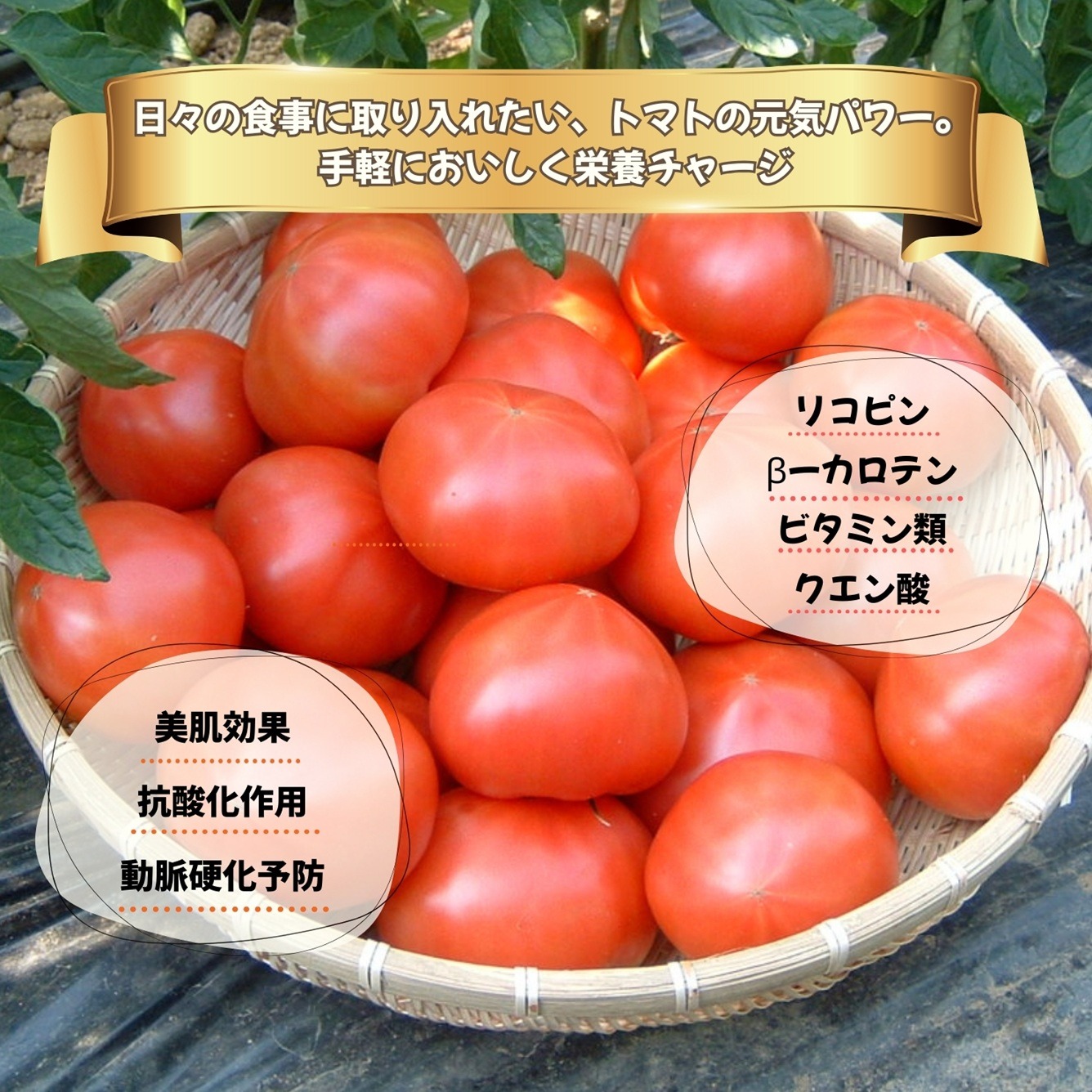 「麗」ミニトマト1キロと「エクセレント」金柑1キロ 糖度8.5度以上！極甘スーパー麗月1kg ｜ 野菜/トマト 産直アウル