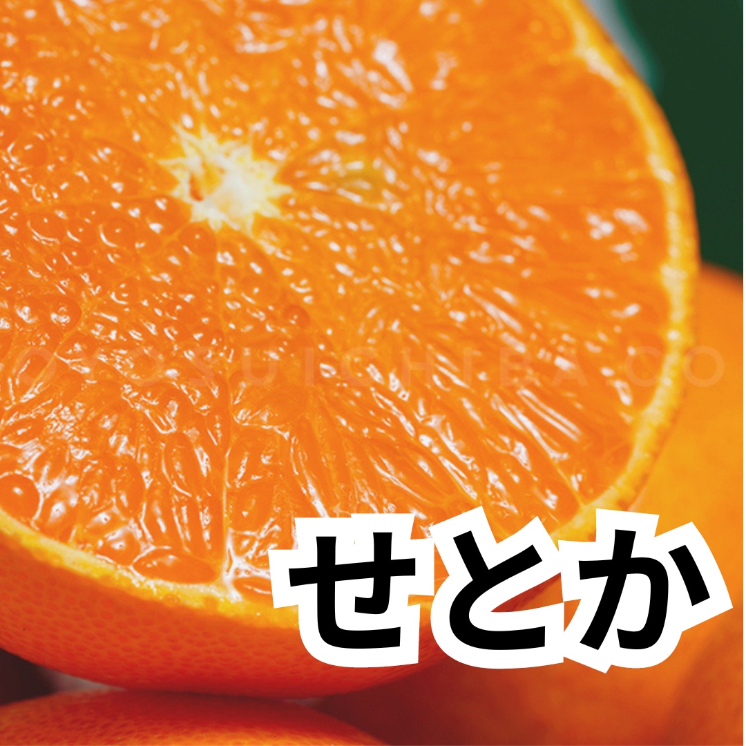 柑橘の女王「せとか」※数量限定10の予約販売のみです。 ｜ 果物
