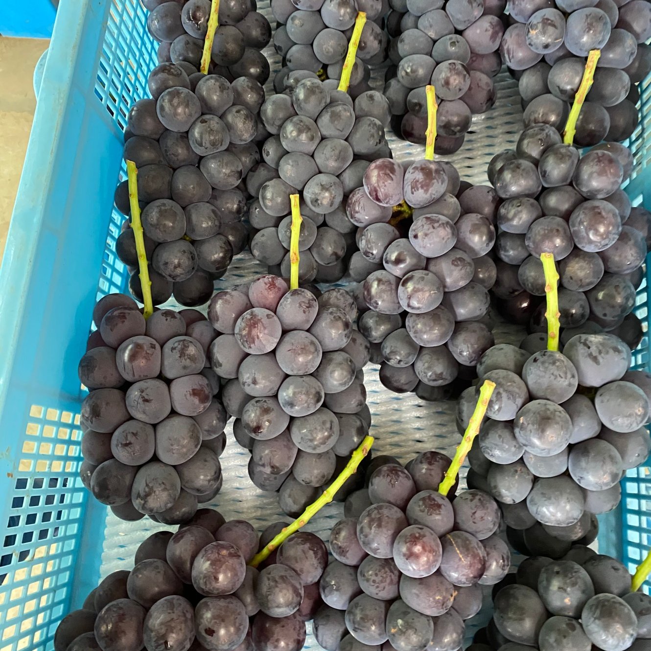 山梨県産】巨峰 1kg 2〜3房 【冷蔵配送】 ｜ 果物/ぶどう 産直アウル