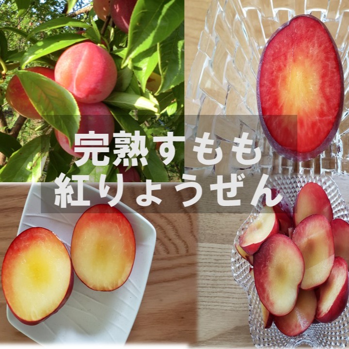 すもも10キロ 鹿児島産 無農薬 すー様専用鹿児島産すもも10キロ 【公式通販】