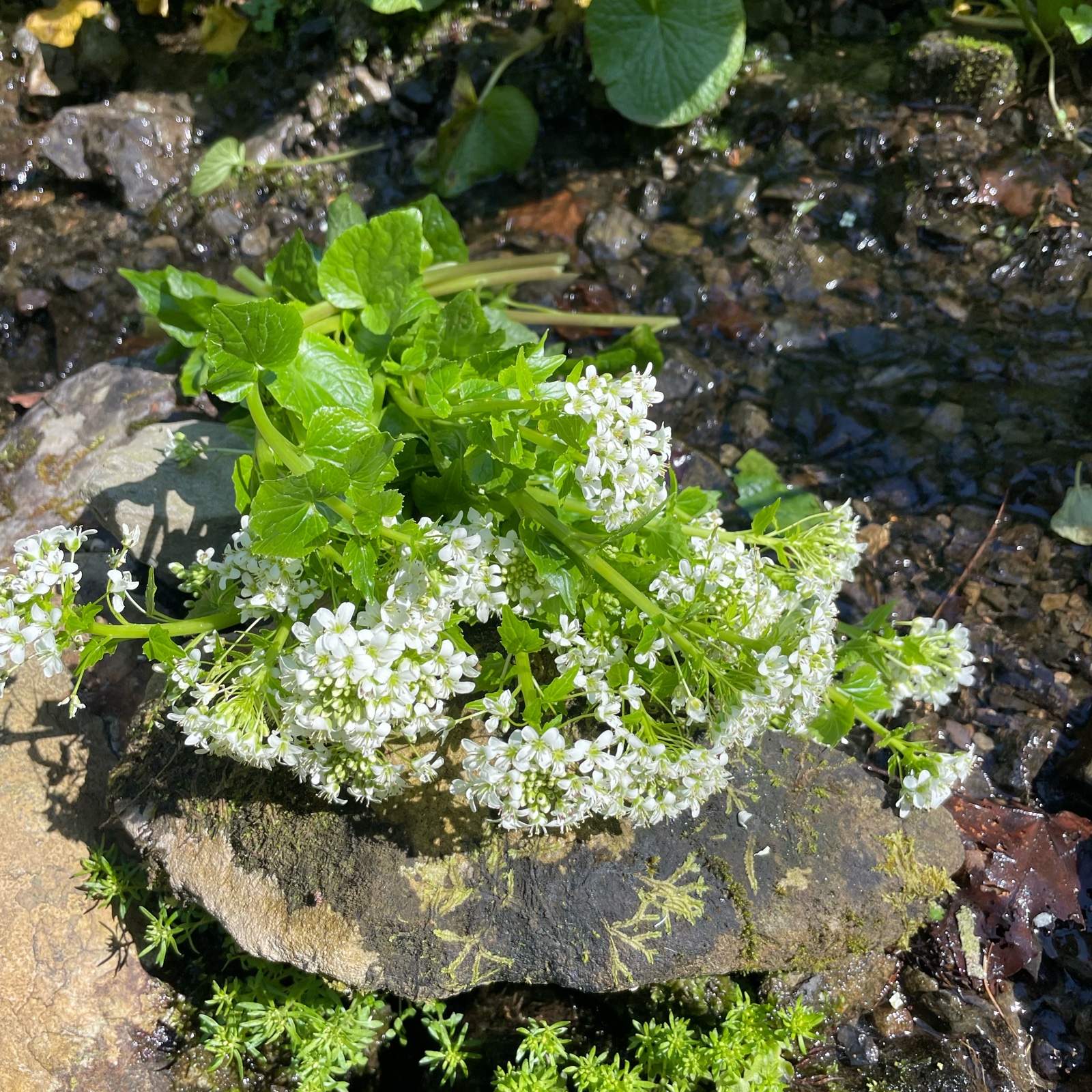 朝獲れ】東京産 わさびの花 ｜ 野菜/薬味 産直アウル 農家・漁師など