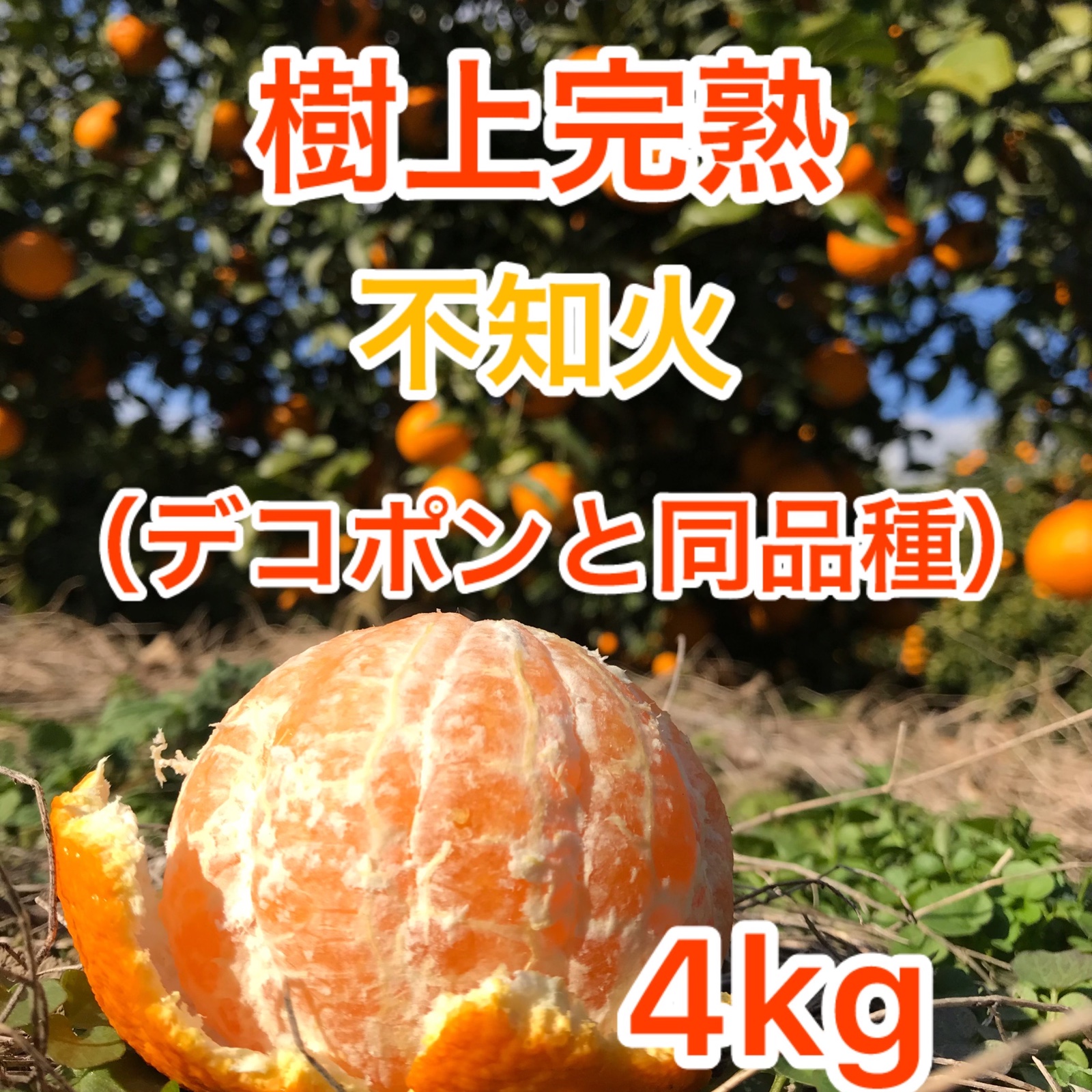 樹上完熟デコポン(不知火)　 家庭用　内容量8.5キロ ハウス栽培 2026年 ご予約開始 ご家庭用 不知火（デコポン）露地栽培の樹上完熟