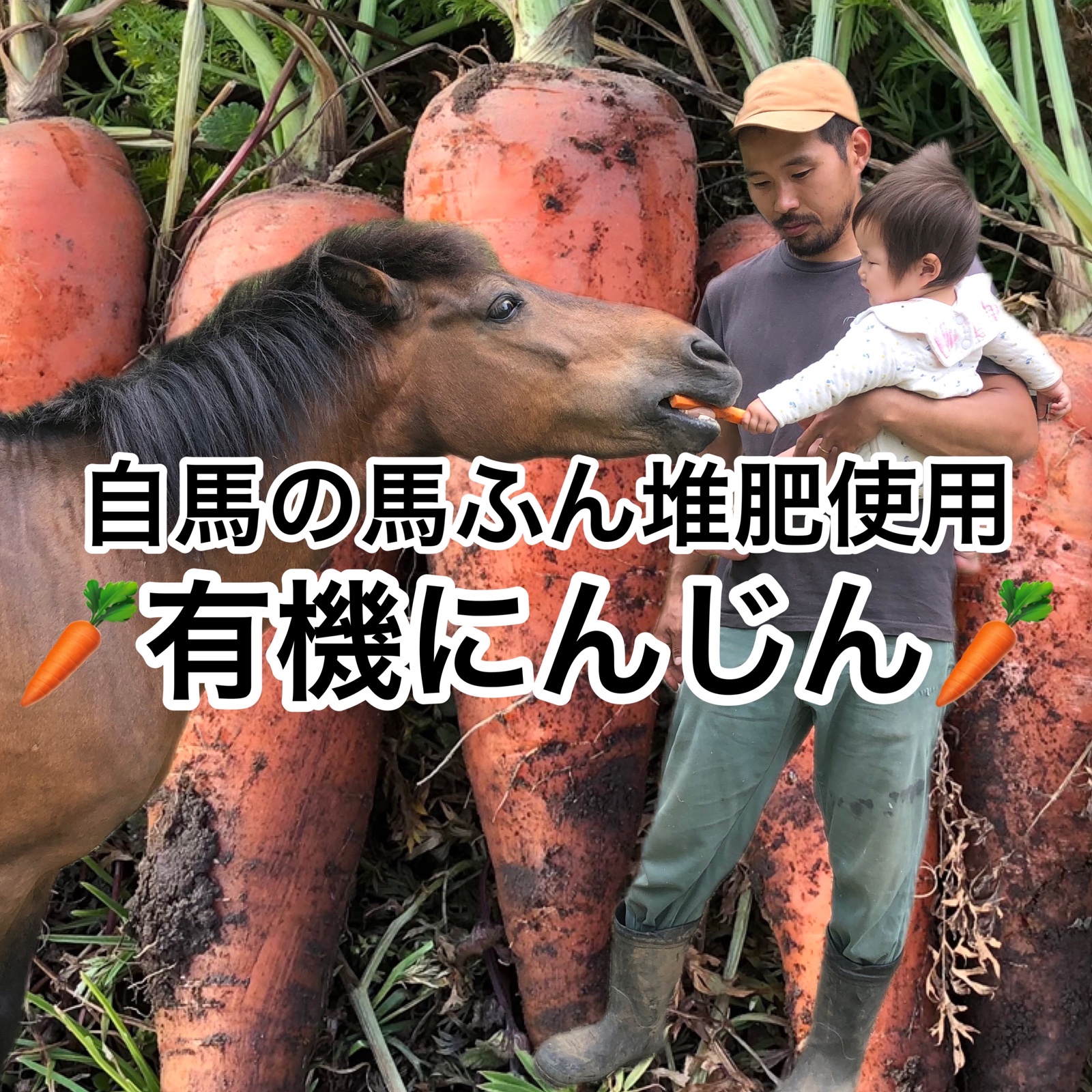 農薬化学肥料不使用】葉付き人参 5kg ｜ 野菜/人参 産直アウル 農家 