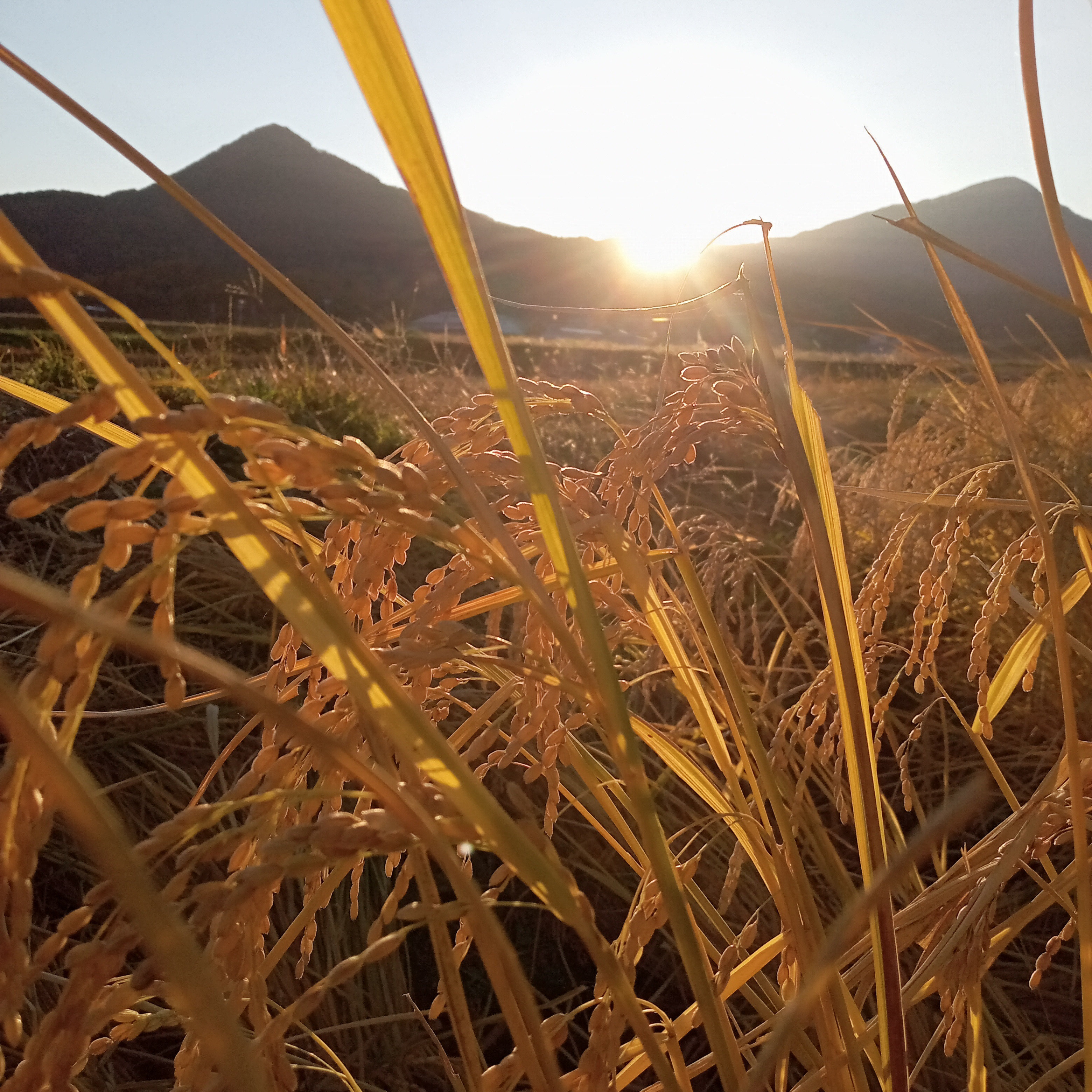 令和7年産】無農薬・無化学肥料で育てたコシヒカリ（玄米）10kg | 米