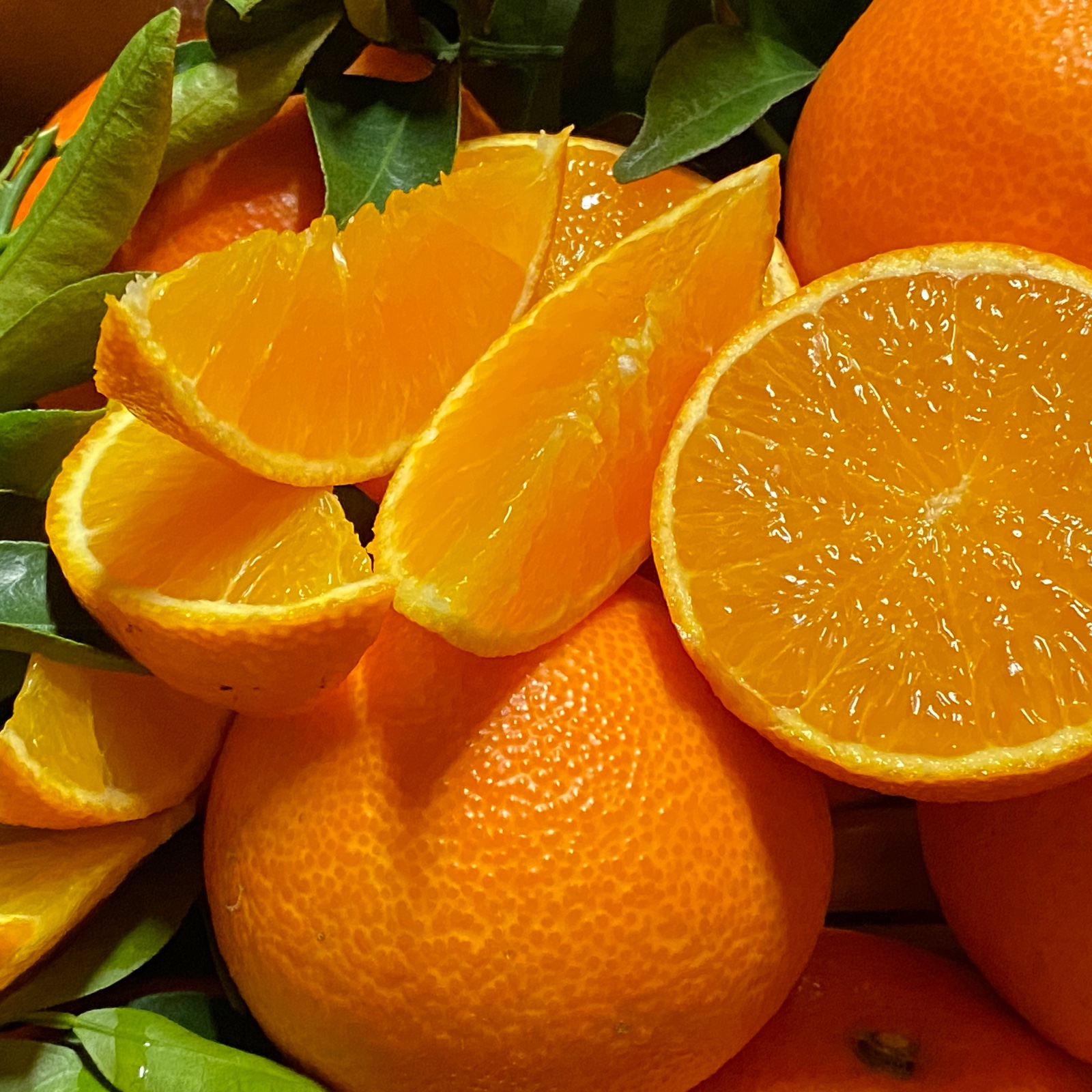 愛媛県限定栽培】太陽と海のまどんな🍊（2.5k入） ｜ 果物/オレンジ