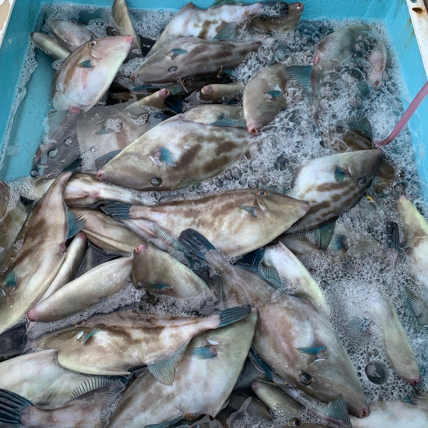 期間限定 瀬戸内 魚介類 セット 詰め合わせ Owl アウル 農家から直接野菜などの食材を購入できる産地直送の宅配通販サイト