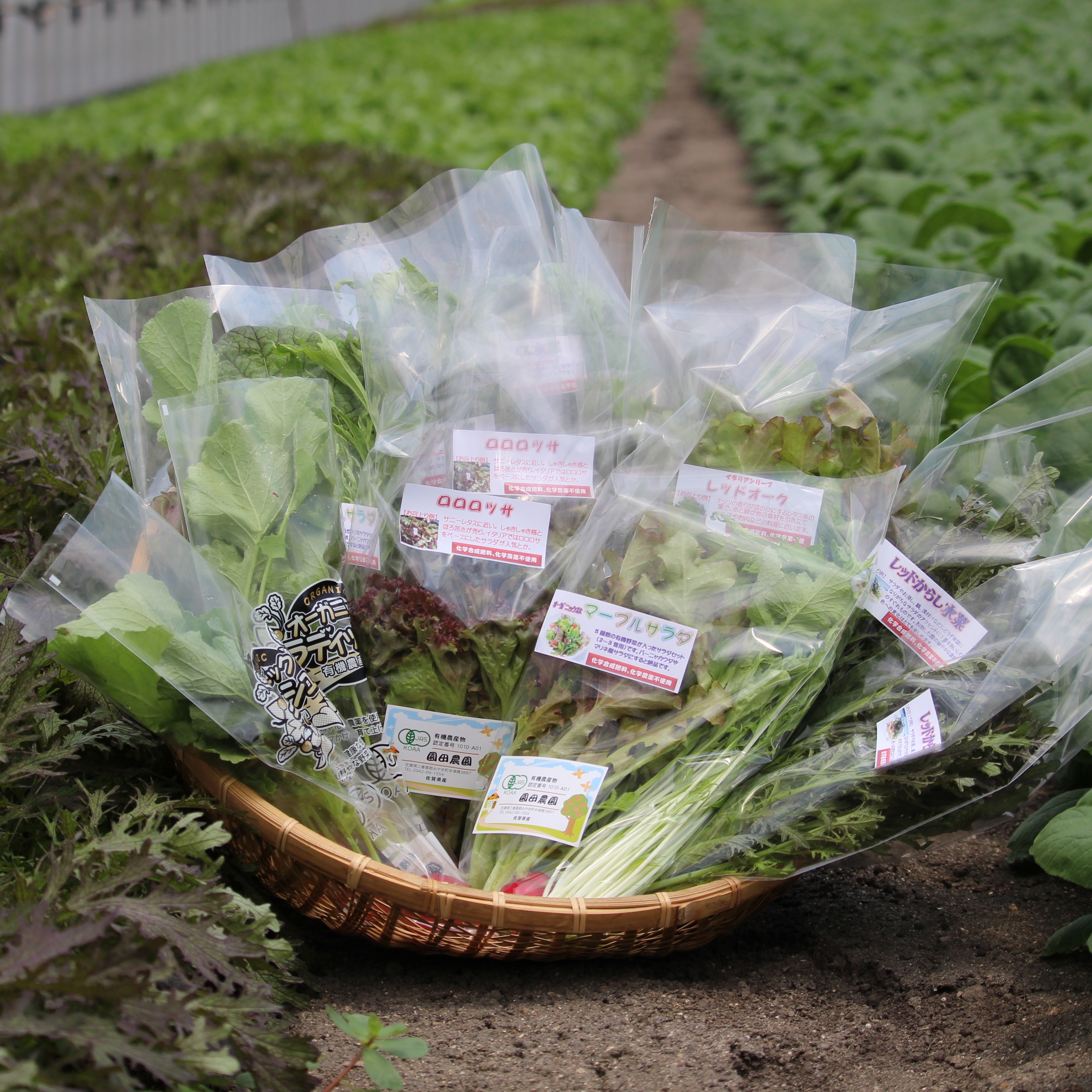 有機JAS葉物野菜セット7種類×2P 動物性不使用/植物性育ち ｜ 野菜