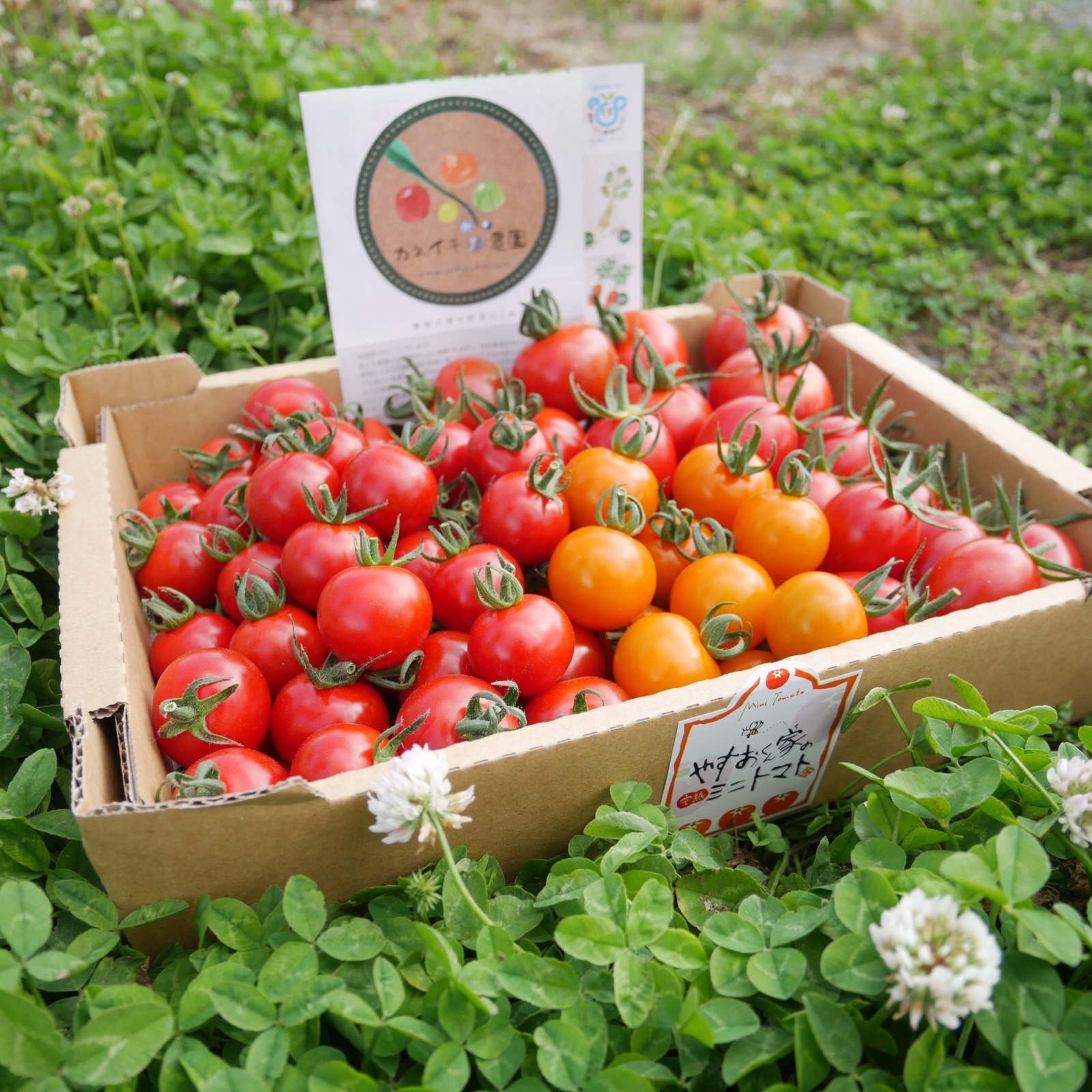 母の日 特別栽培 味くらべミニトマト1キロ 野菜 トマト Owl アウル 農家から直接野菜などの食材を購入できる産地直送の宅配通販サイト