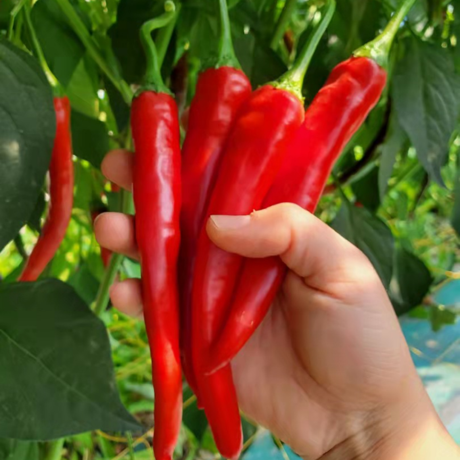 大紅とうがらし 500g 生赤とうがらし 漬物やキムチ用 | 野菜/スパイス