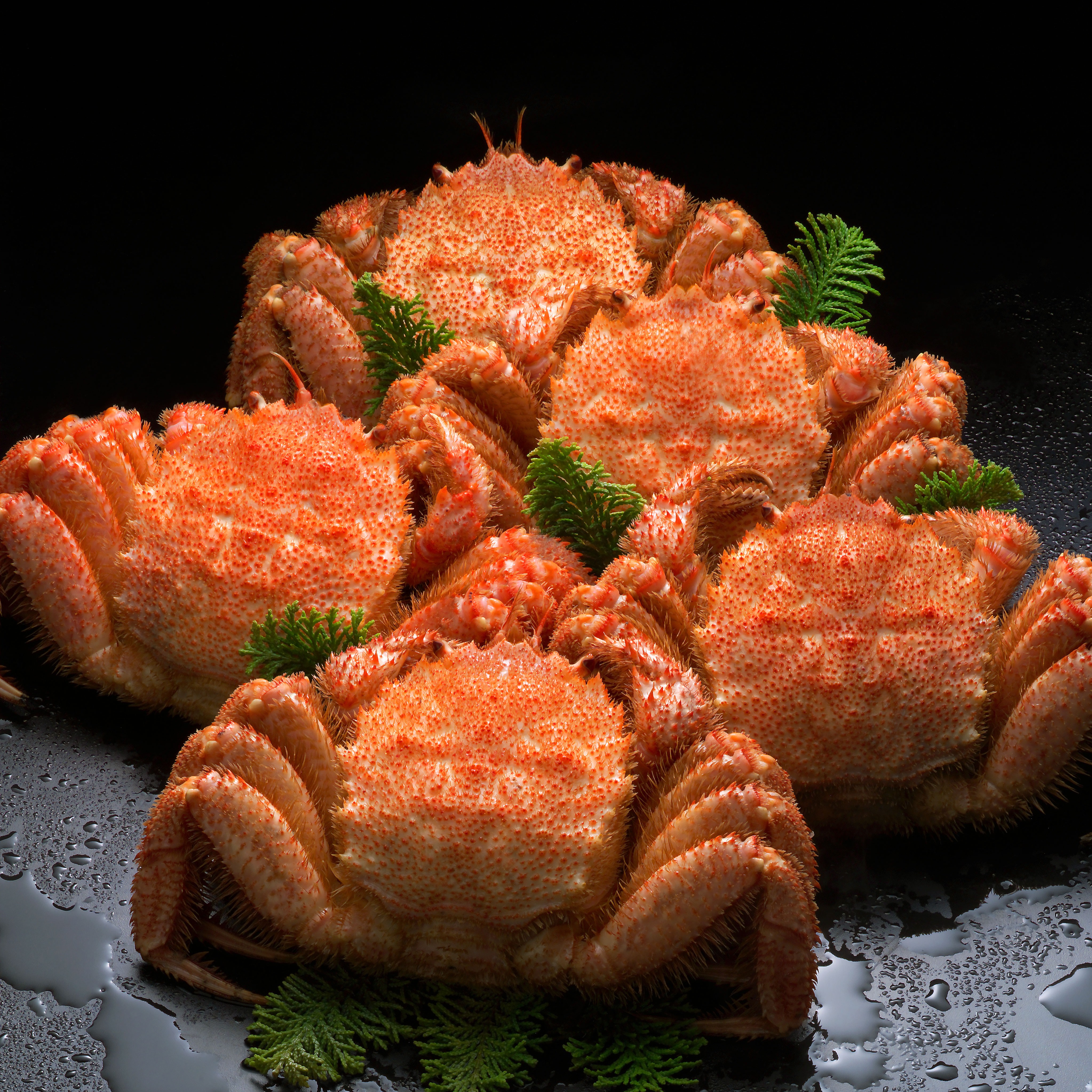 北海道産 毛ガニ 4キログラム 9尾入り 北海道産 毛ガニ 4キログラム 9尾入り