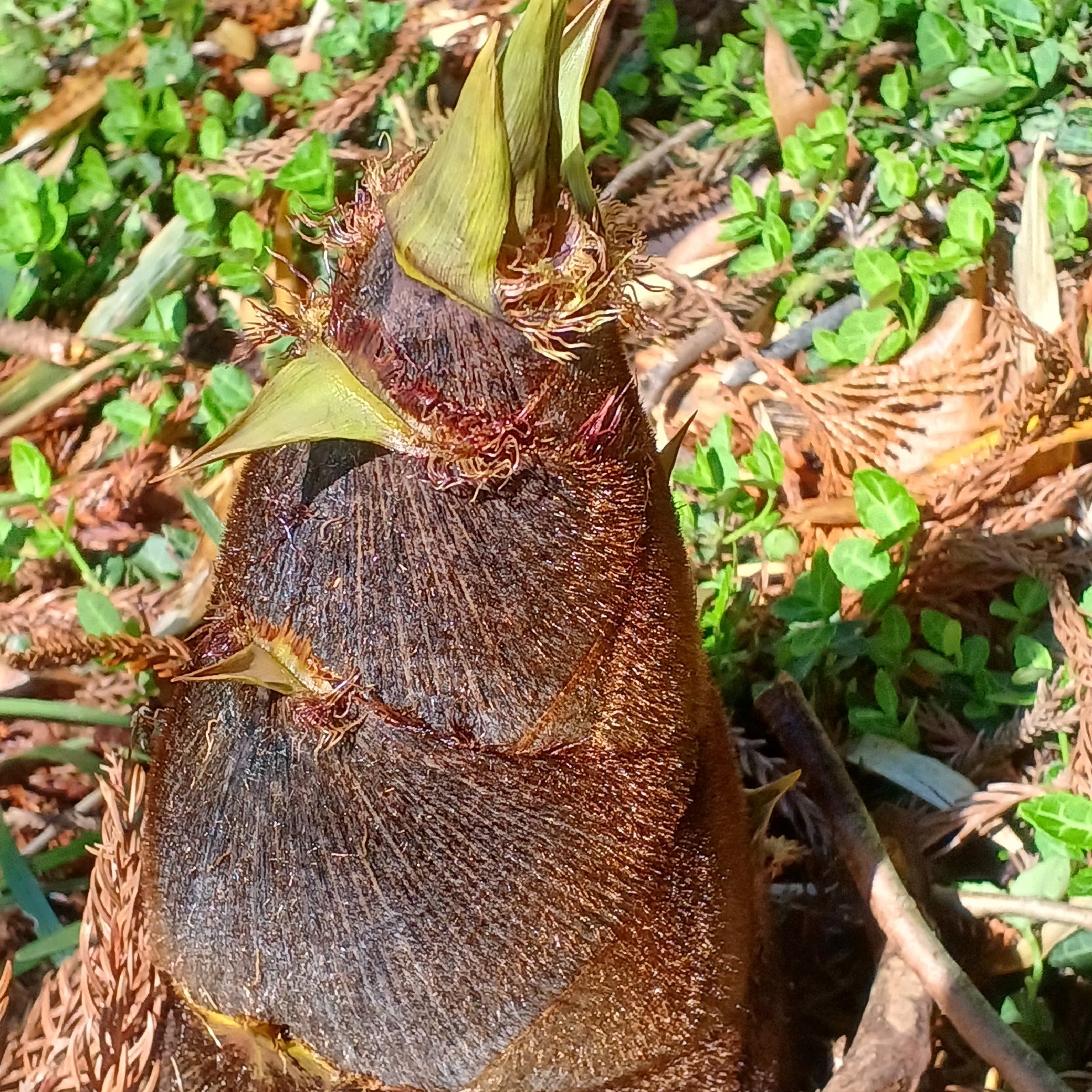 たけのこ大きめ【本日最終】 | 野菜/たけのこ 産直アウル 農家から直接