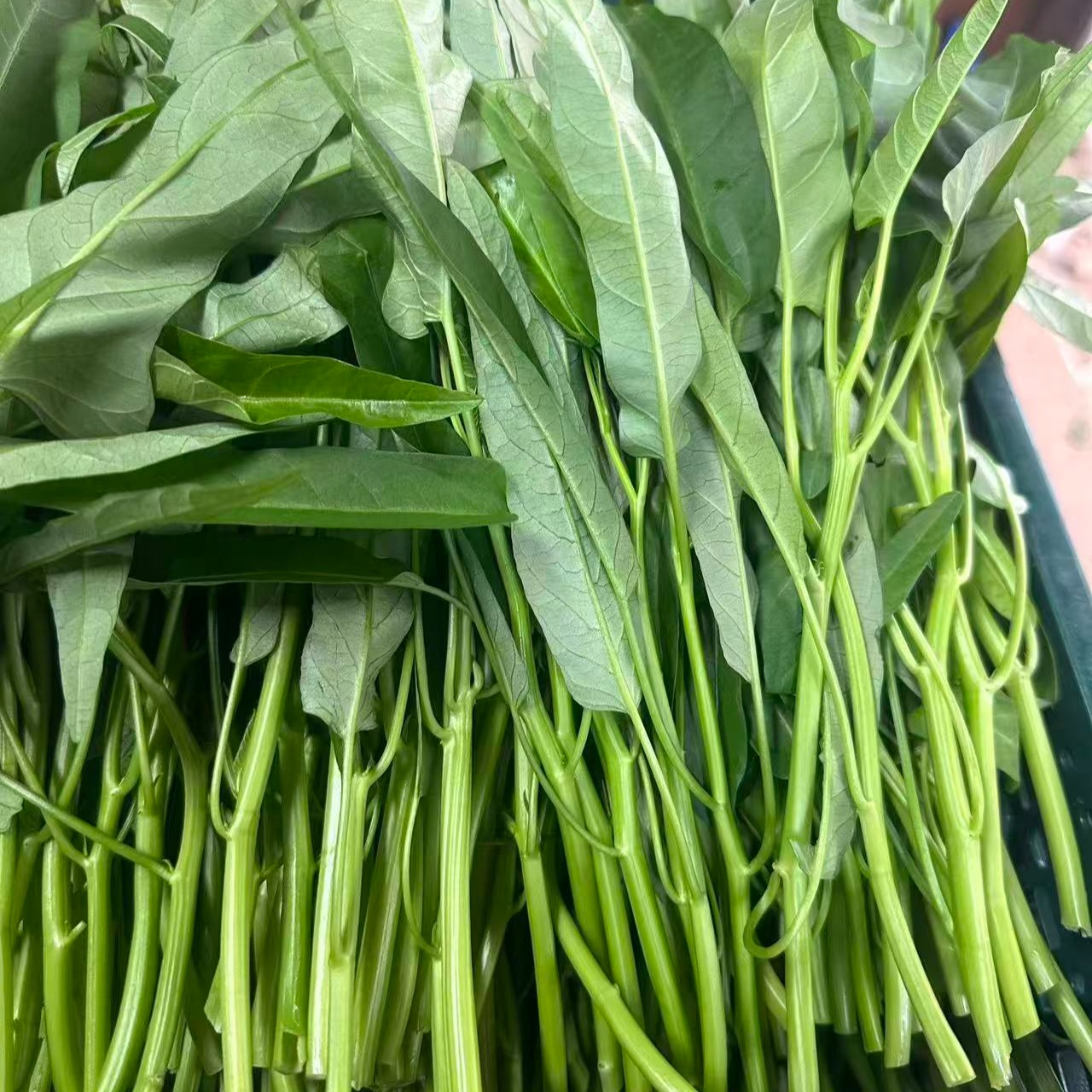 【水耕栽培】夏限定！シャキシャキ空心菜（エンサイ）2kg (250g*8) 水耕栽培】夏限定 シャキシャキ空心菜 エンサイ 2kg(250g*8) ｜ 野菜