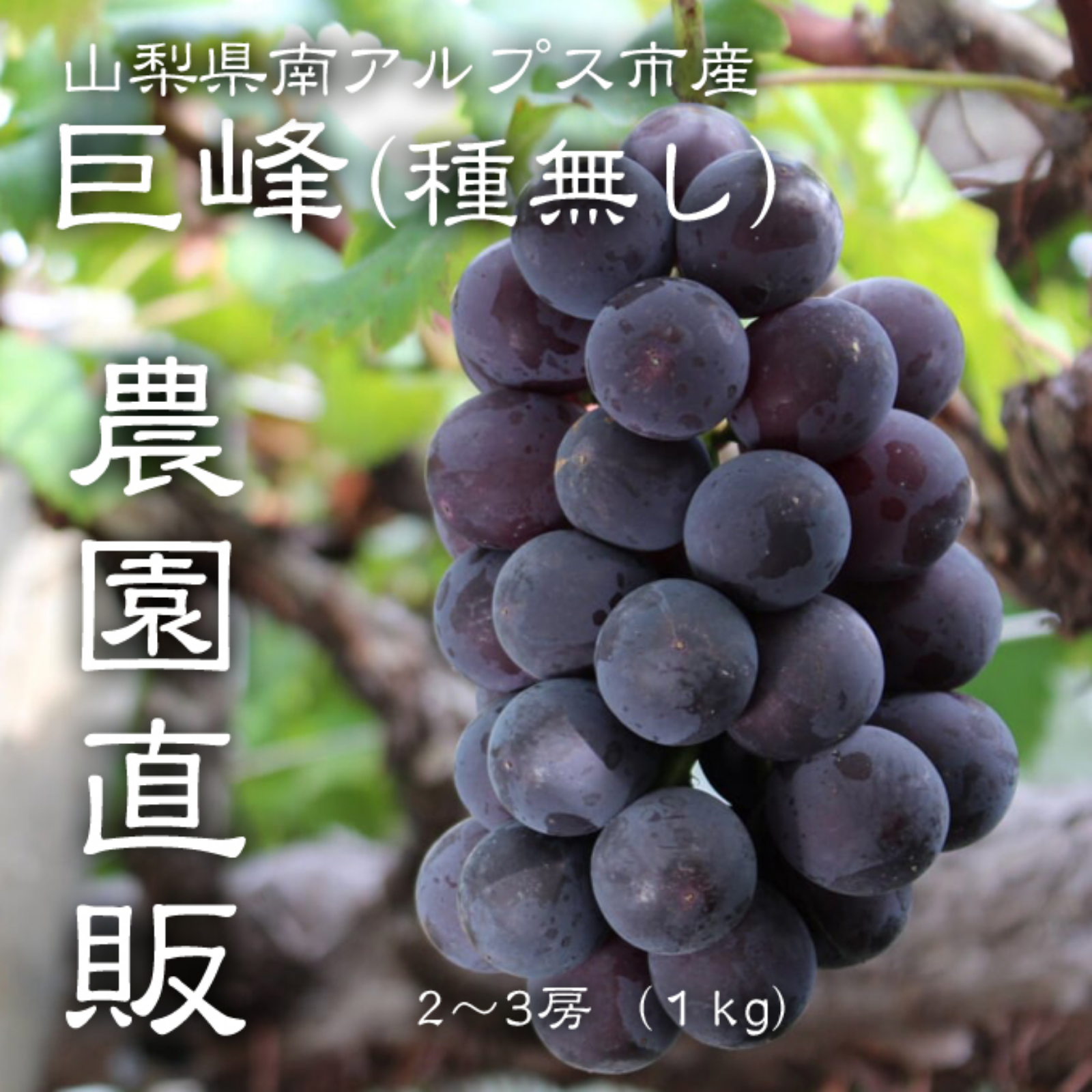 山梨県産】巨峰(種無し)1kg（2〜3房）山梨県南アルプス市産 | 果物
