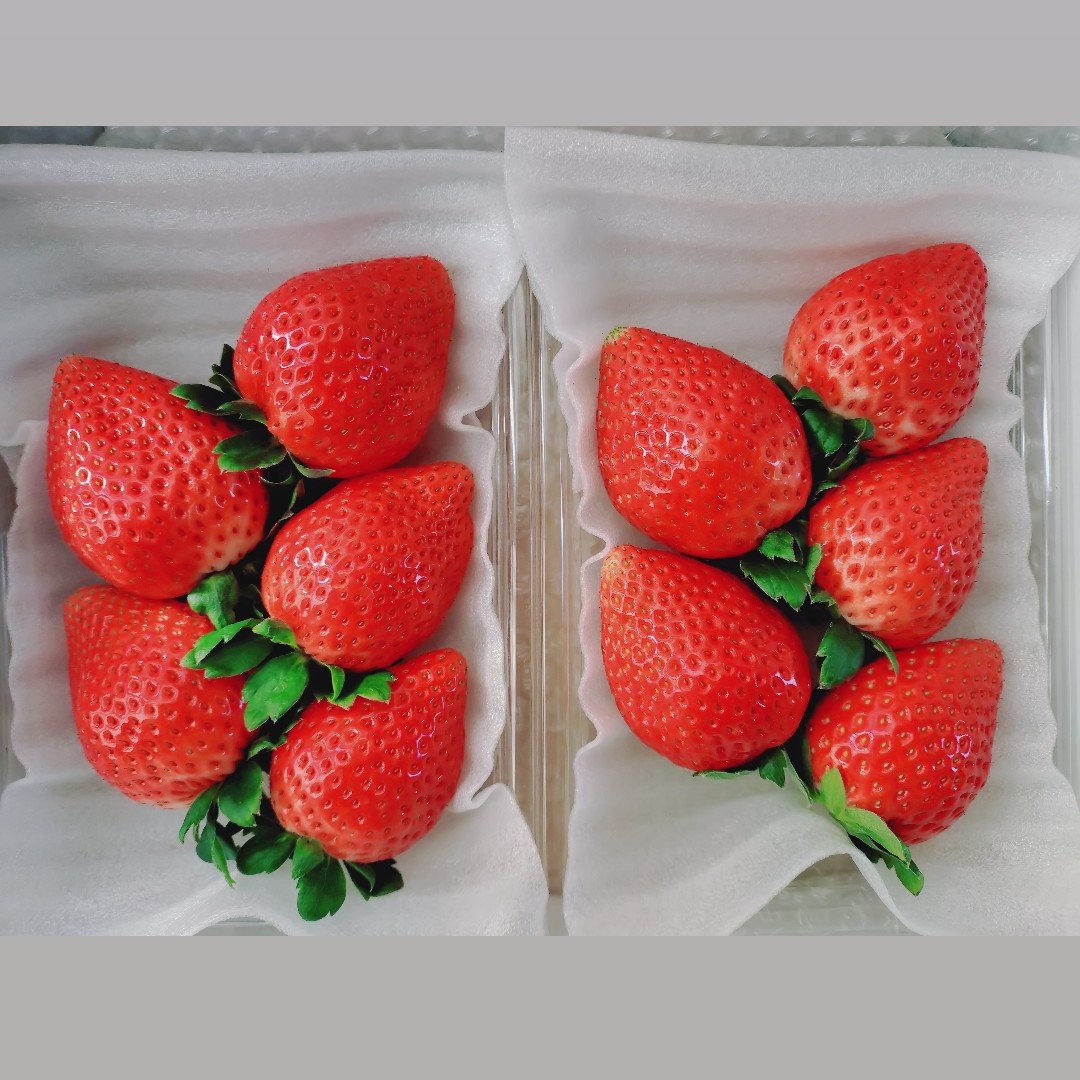 とちあいか（果物＞いちご）の産地直送商品一覧（通販・お取り寄せ