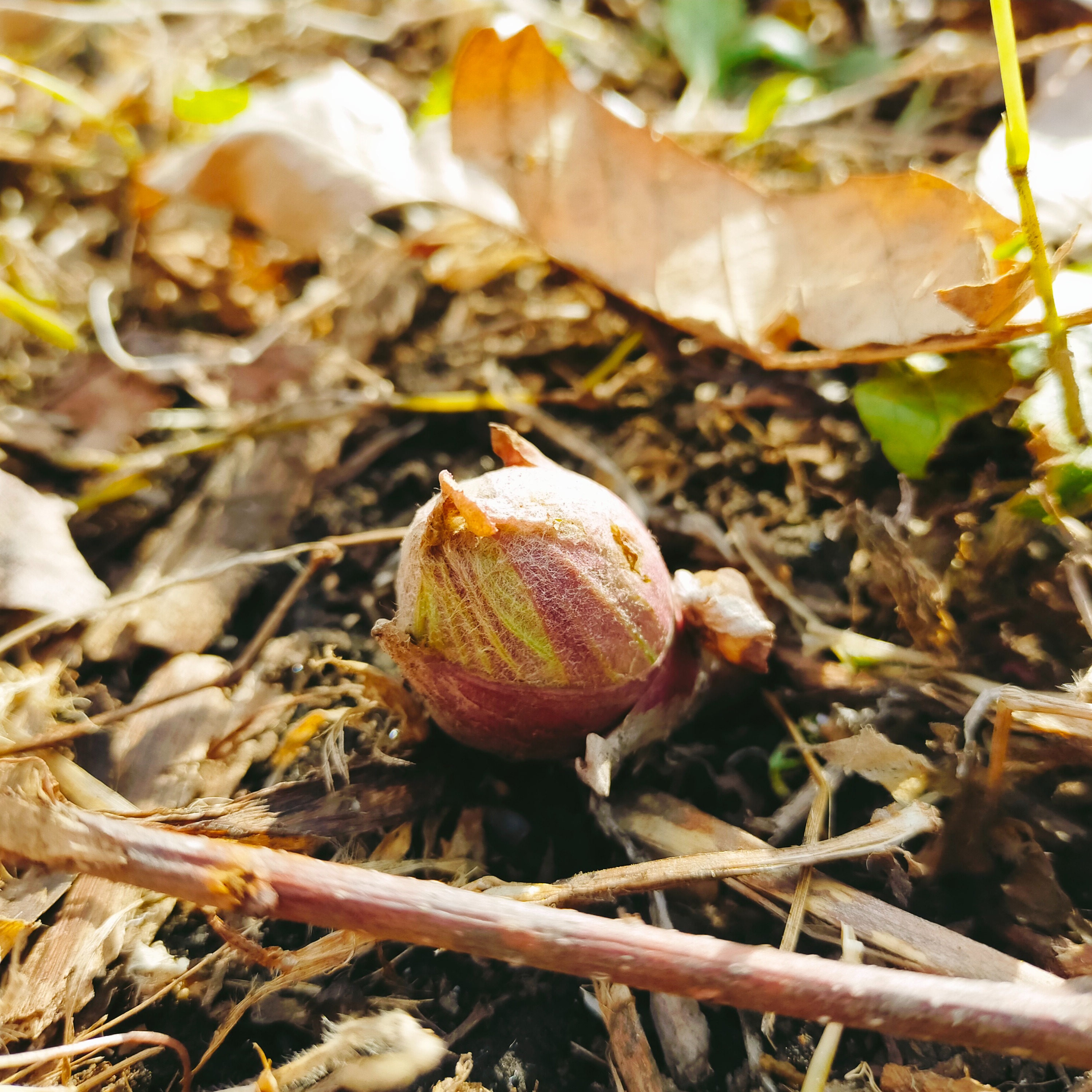 高原ふきのとう 5kg壷～少々開きたて青森県産 春一番のめぐみ】青森県産 ふきのとう（蕗の薹、ばっけ、ばんけ） 山菜