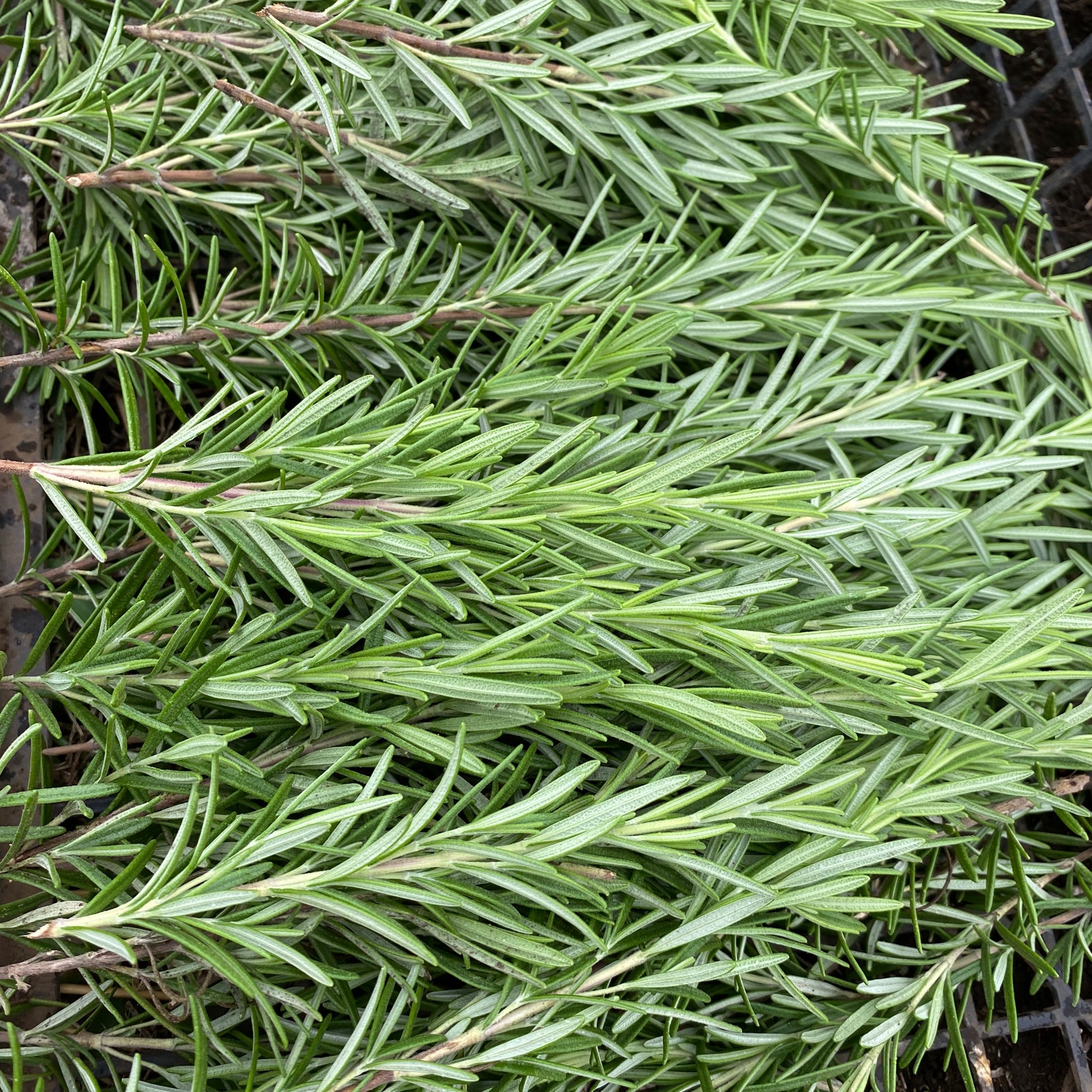 無農薬ローズマリー 100g | 野菜/ハーブ 産直アウル 農家から直接野菜