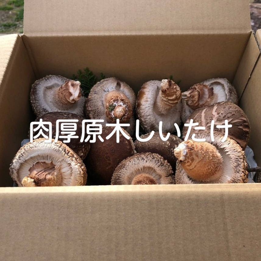 採れたて肉厚原木生椎茸 ｜ 野菜/きのこ 産直アウル 農家・漁師など