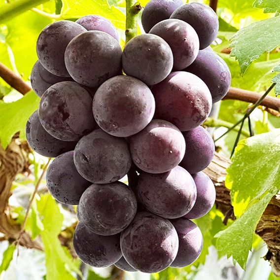 【朝採り:農家直送】9月16日収穫分 岡山県産ピオーネ2kg家庭用 岡山県産種なしニューピオーネ（約1.5、3～4房） | 果物/ぶどう 産直