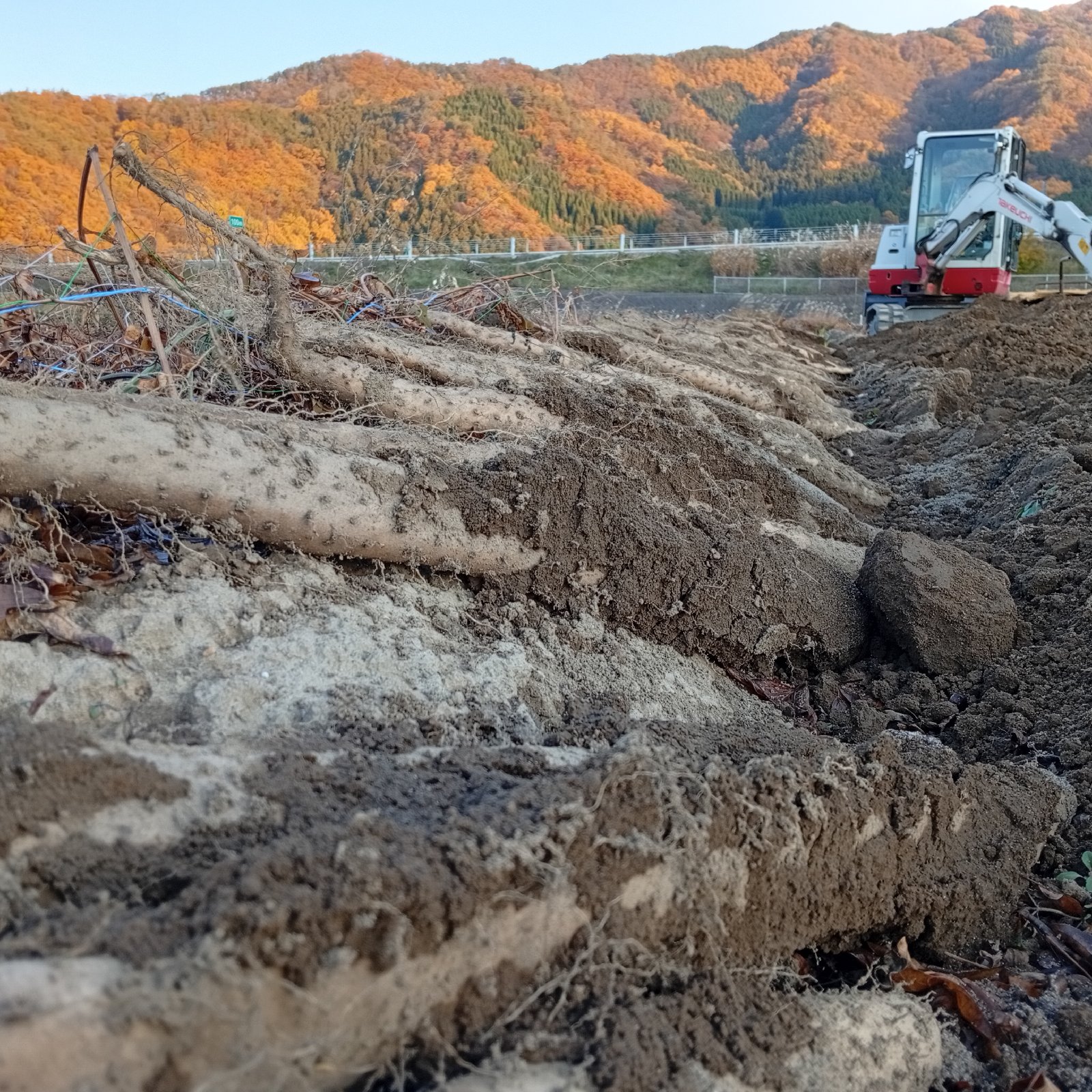 長芋20kg | 野菜/長いも・山いも 産直アウル 農家から直接野菜などの
