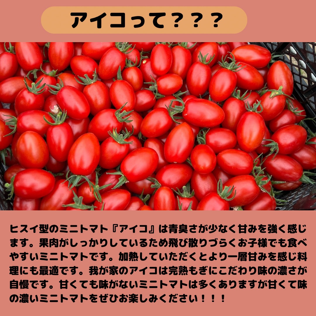 北海道産ミニトマト『アイコ』3kg ｜ 野菜/トマト 産直アウル 農家