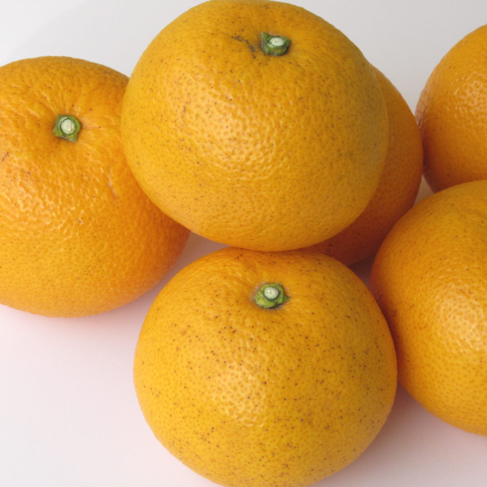 あ八朔1个、広島県産産地直送家庭用農家直送農薬不使用瀬戸内産 広島県産】 八朔（はっさく） 10kg 農薬不使用 送料込 | 果物/オレンジ