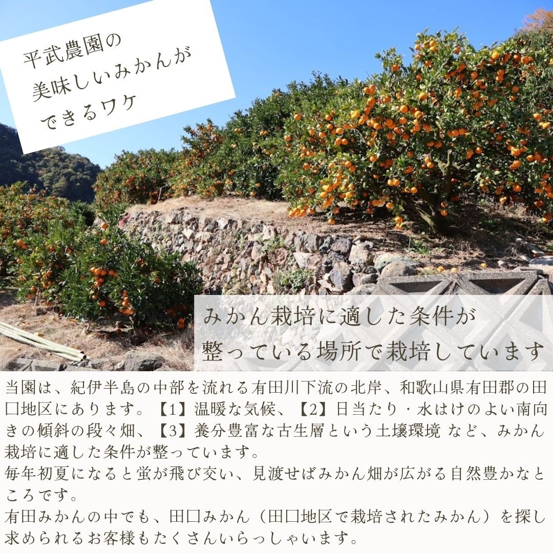 農家直送！なつみオレンジ 訳あり3kg≪サイズ混合≫ ～蛍飛ぶ町から旬