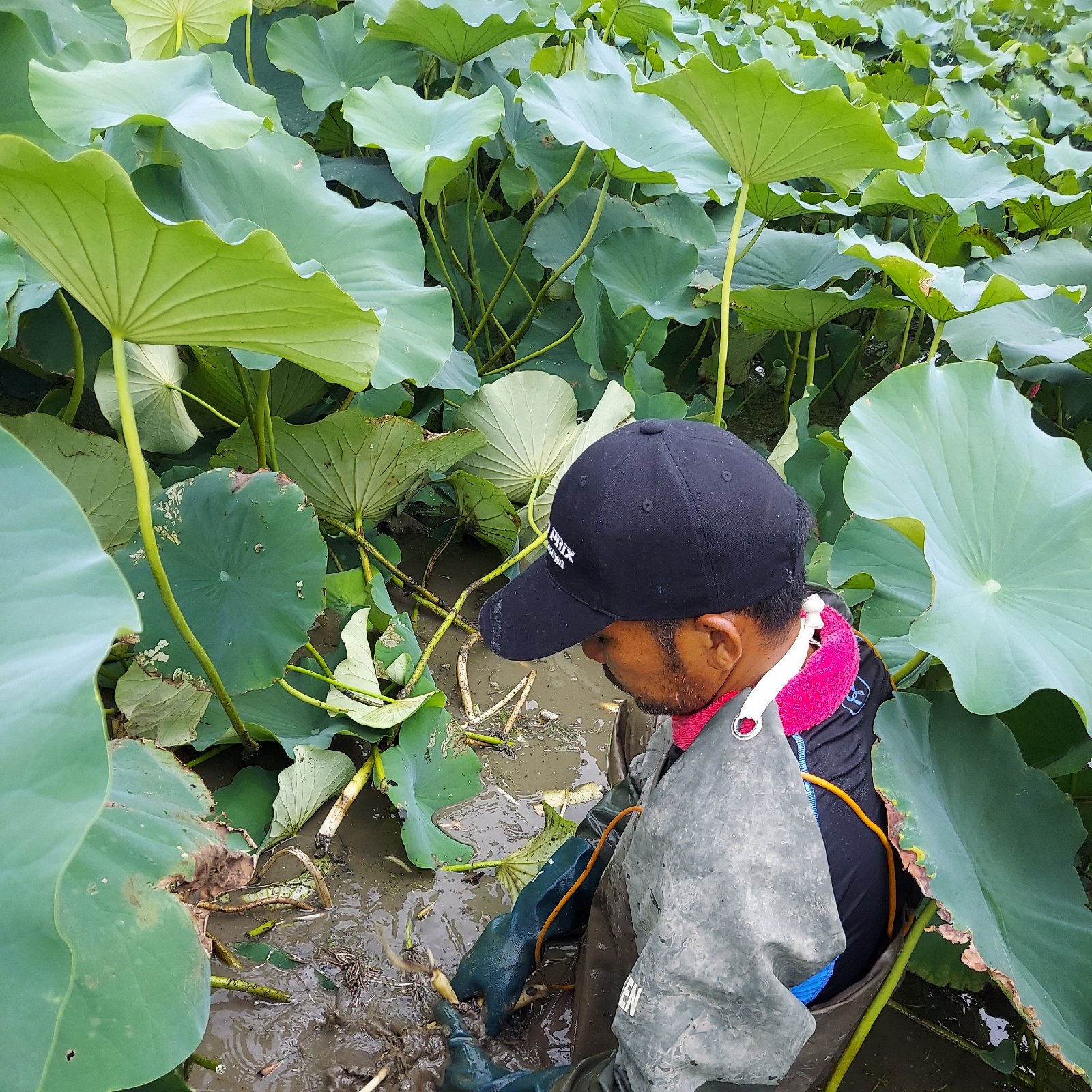 佐賀県しろいし産蓮根『山口さんちの贈り物』2kg(500g✕4袋) | 野菜