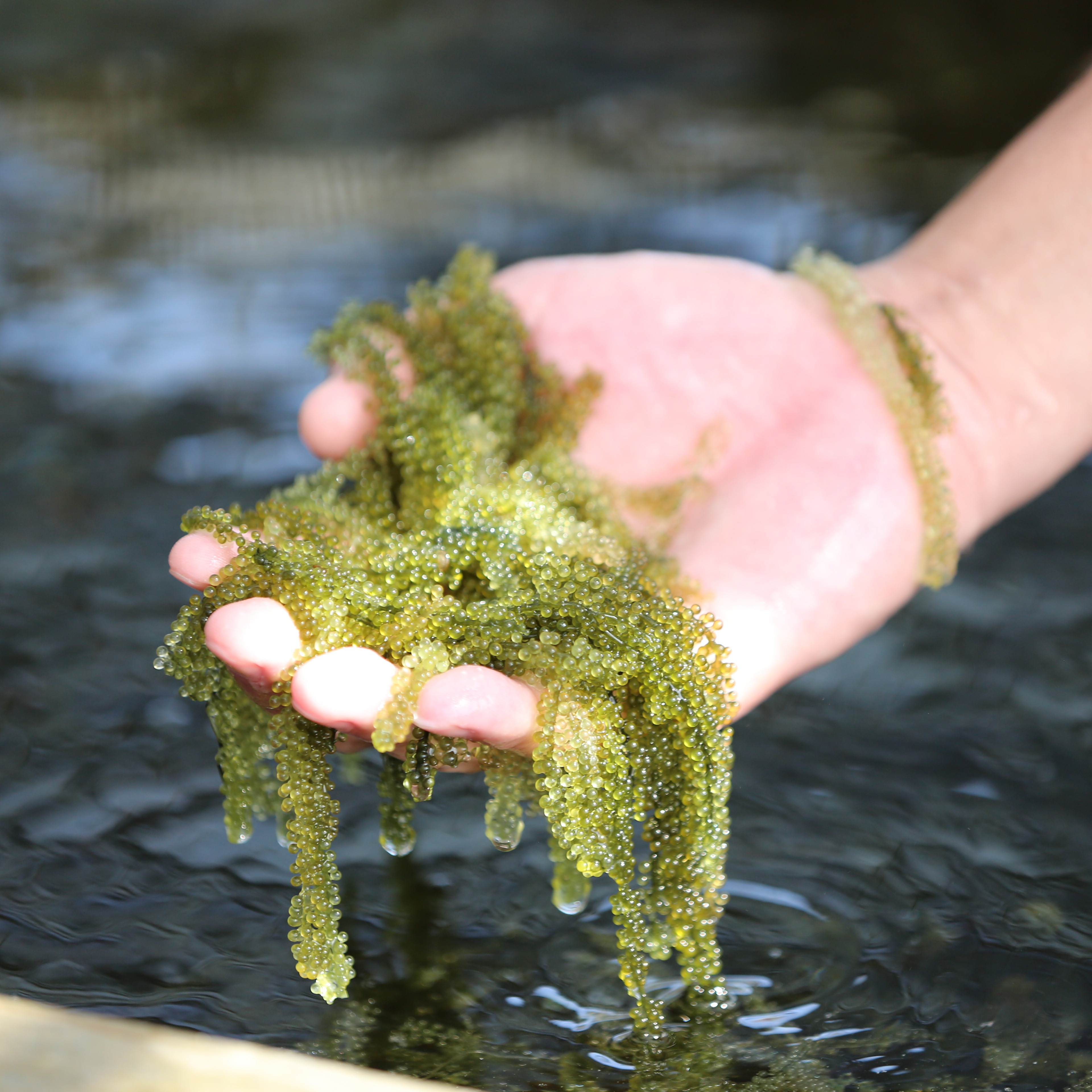 宮古島産朝採れ海ぶどう【厳選品】：250g タレつき ｜ 魚介類/海藻