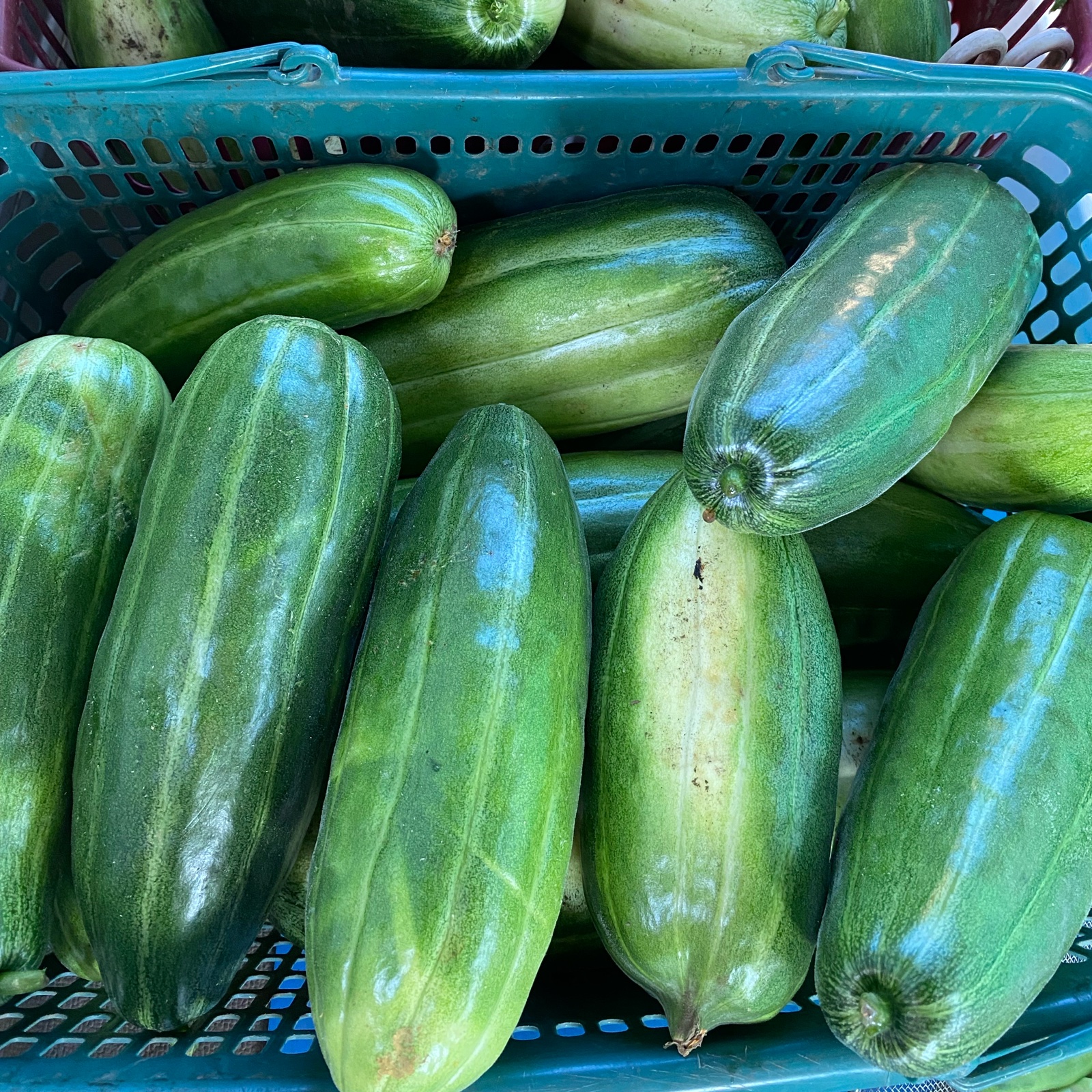 宇都宮様専用ページ はぐらうり10kg以内 | 野菜/その他野菜 宇都宮様専用ページ はぐらうり10kg以内 | 野菜/その他野菜