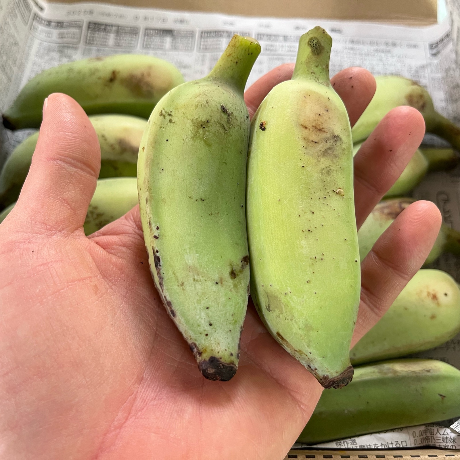 沖縄県産<アップルバナナ>2kg(20本前後) ｜ 果物/バナナ 産直アウル