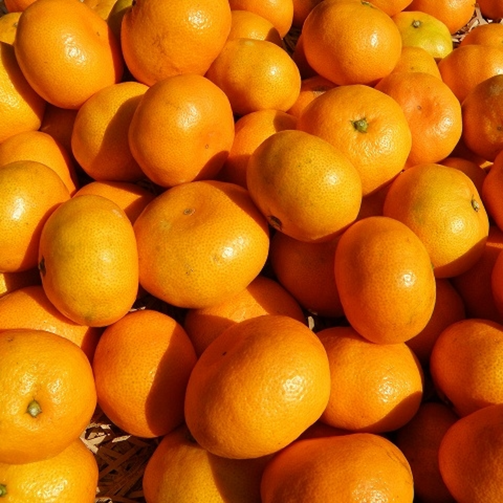 【言の葉】チョイブス！早生みかん6Kg×2　9Kｇ×1　３か所送り 極早生みかん【日南1号】 | 三ヶ日みかんの通販・ギフト購入ならJA