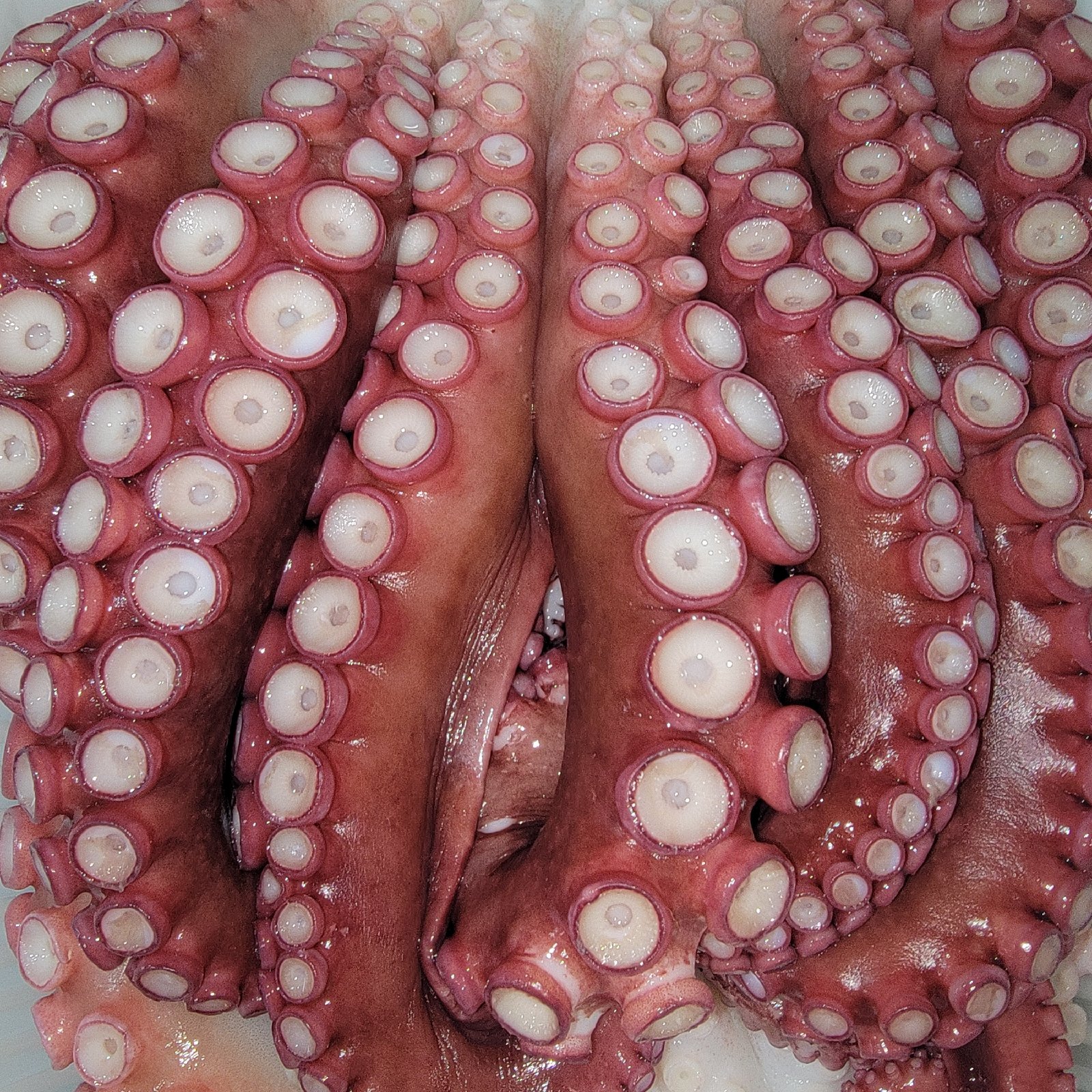 水タコ足ボイル 1本足 1000g ｜ 魚介類/タコ 産直アウル 農家・漁師