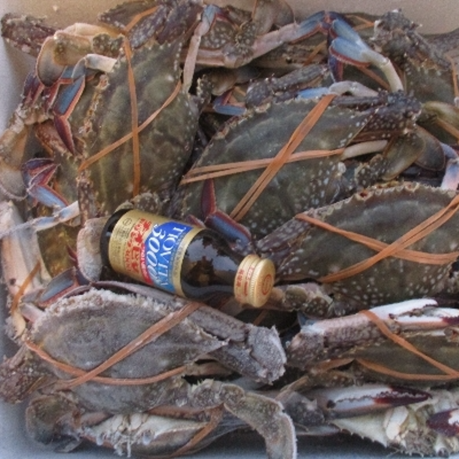 B級品 ワタリガニ 10kg 【豊漁10％OFF中】渡り蟹 オスメス サイズ