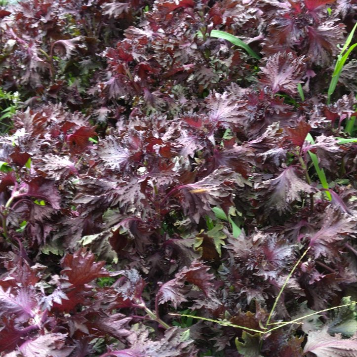 赤紫蘇（アカシソ）農薬不使用（無農薬）栽培 ３kg （枝付き） おすすめ商品】赤紫蘇（アカシソ）農薬不使用（無農薬）栽培